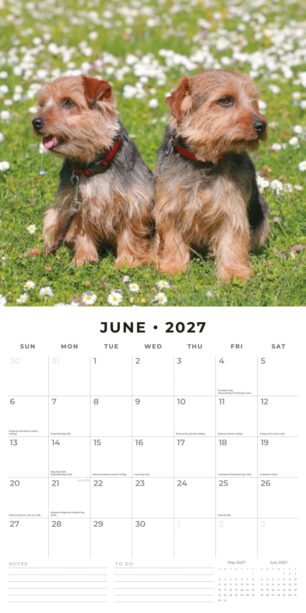 Red Robin 2027 Norwich & Norfolk Terriers Wall Calendar | 12" x 12"