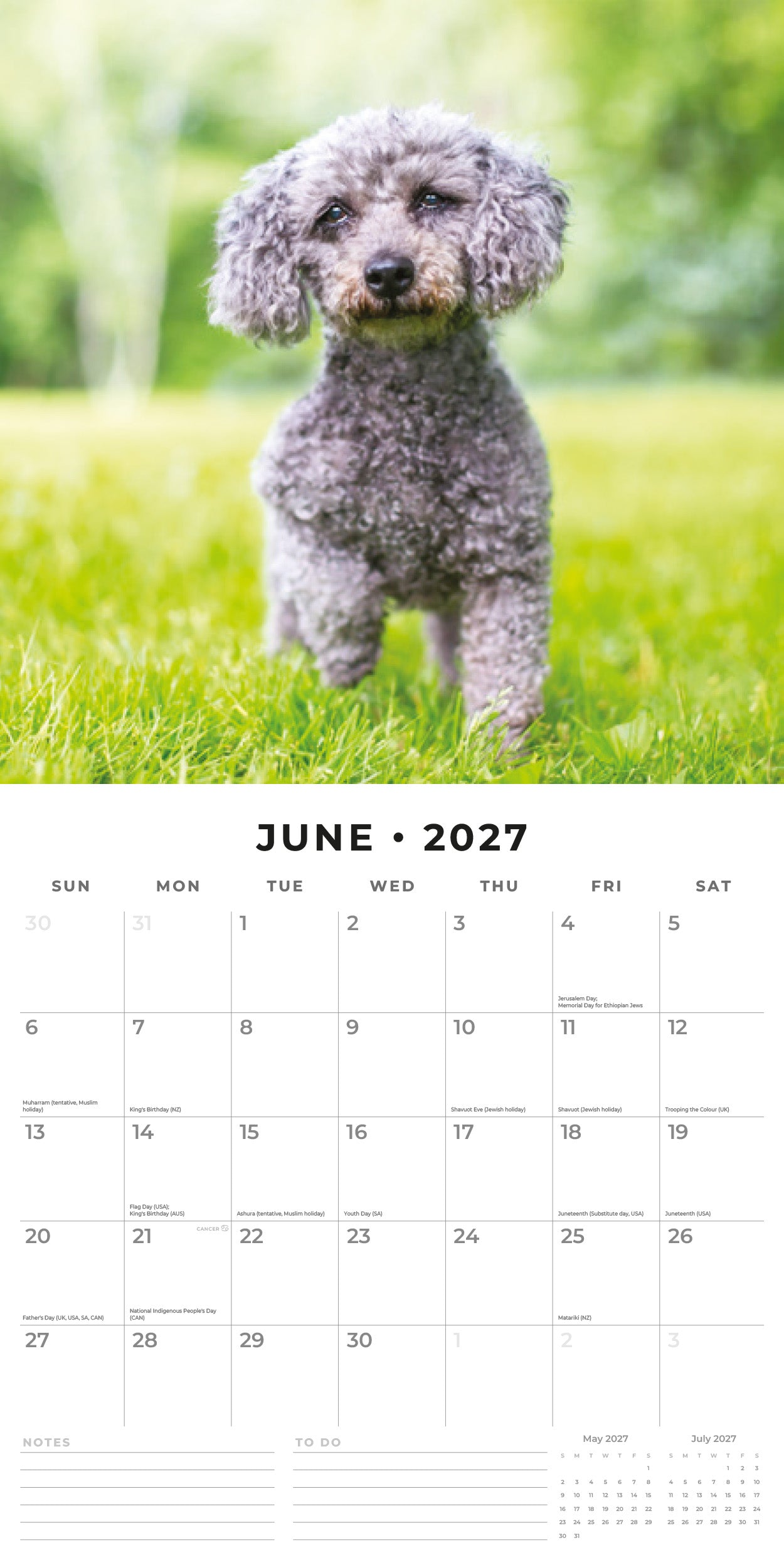 Red Robin 2027 Toy and Miniature Poodles Monthly Wall Calendar | 12" x 12"