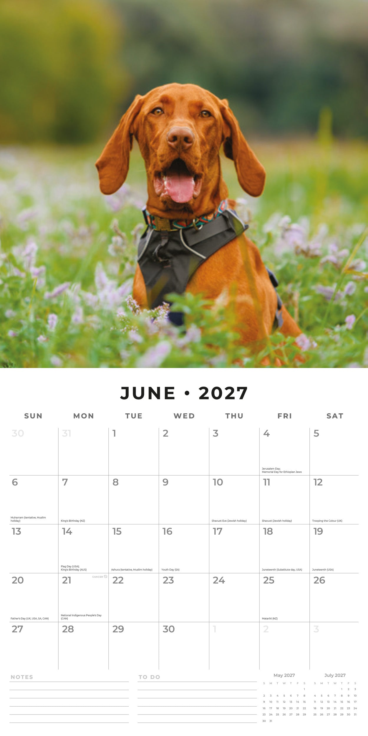 Red Robin 2027 Vizslas Monthly Wall Calendar | 12" x 12"