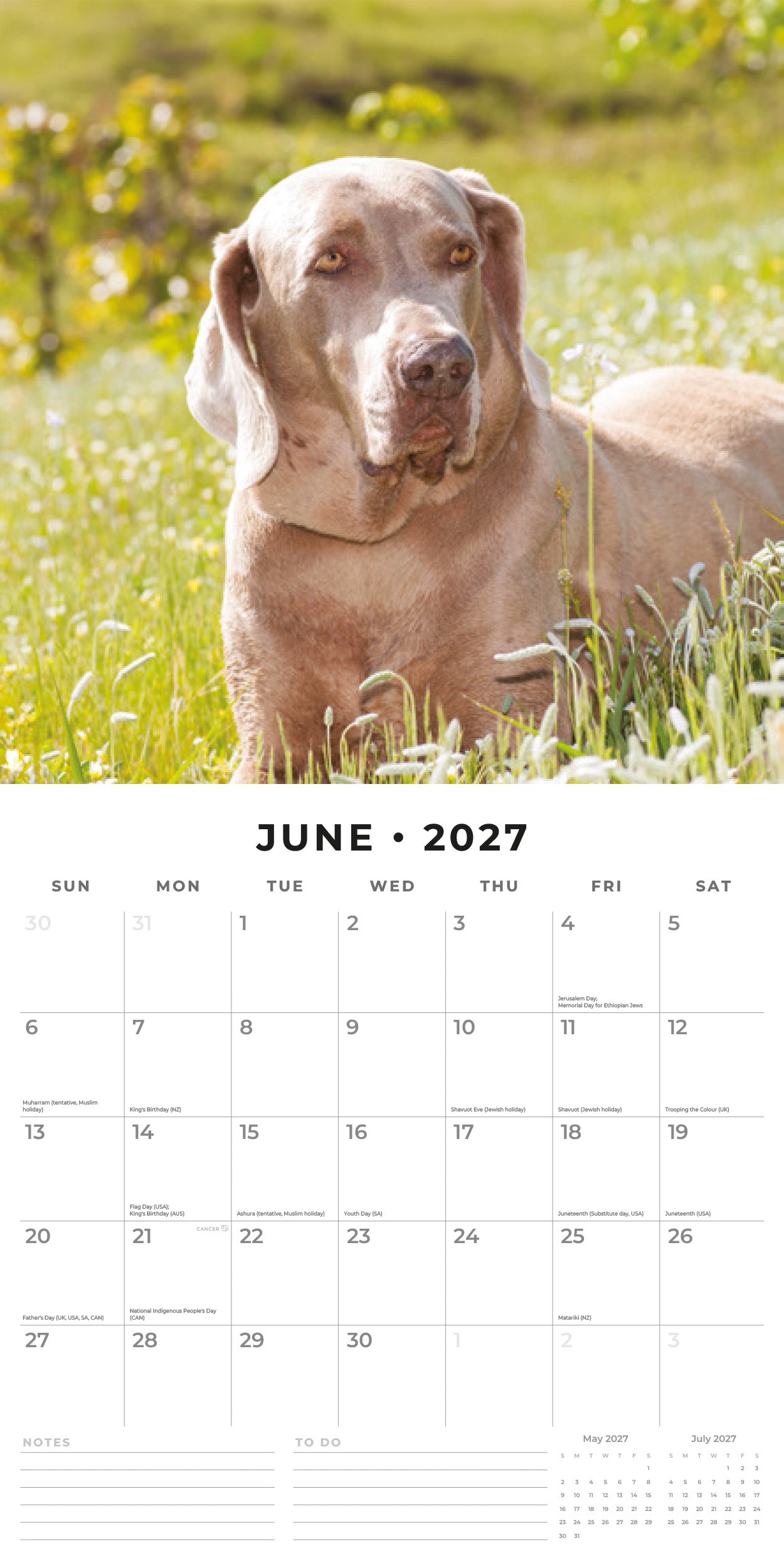 Red Robin 2027 Weimaraners Monthly Wall Calendar | 12" x 12"
