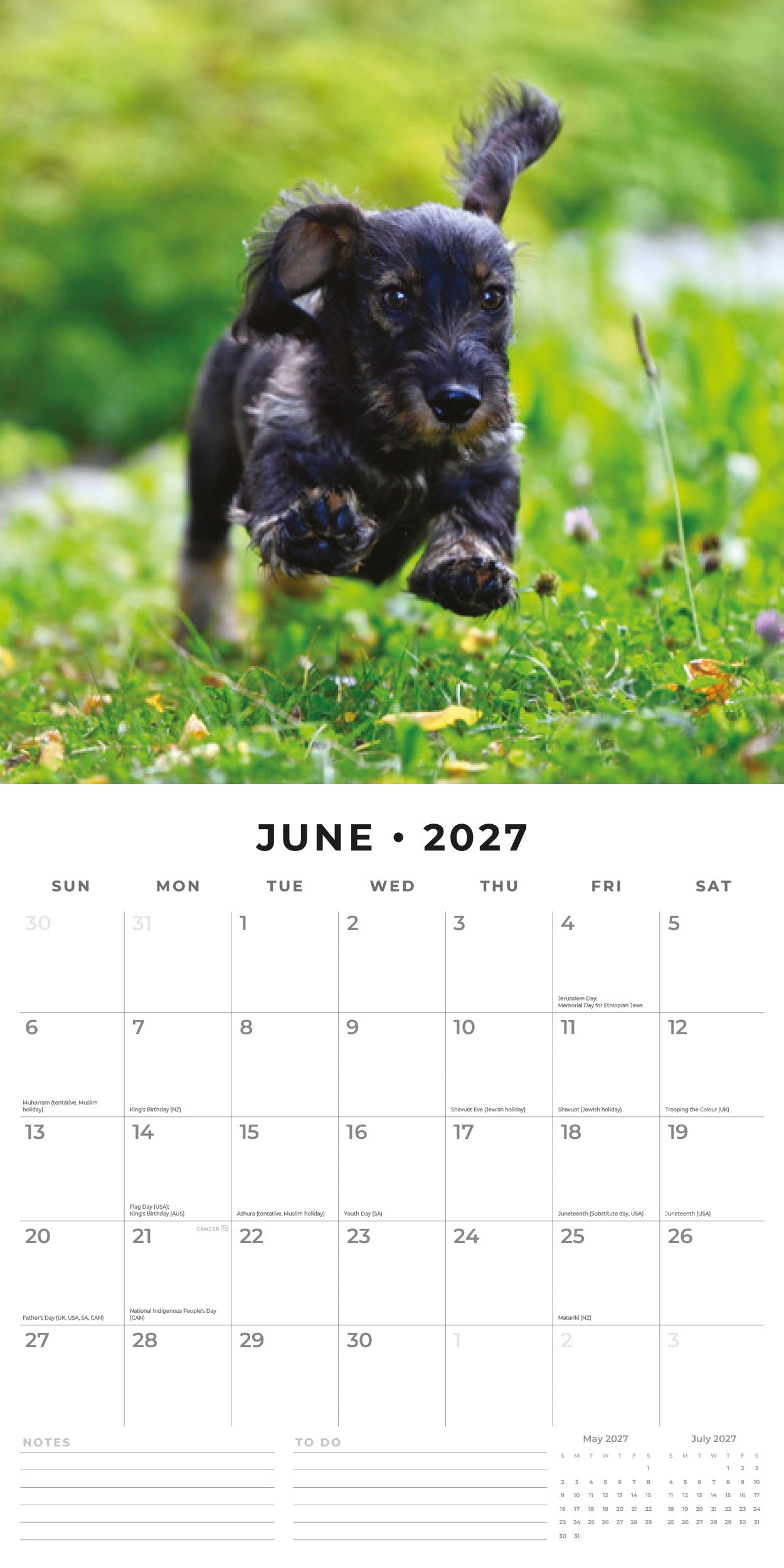 Red Robin 2027 Wire-haired Dachshunds Monthly Wall Calendar | 12" x 12"