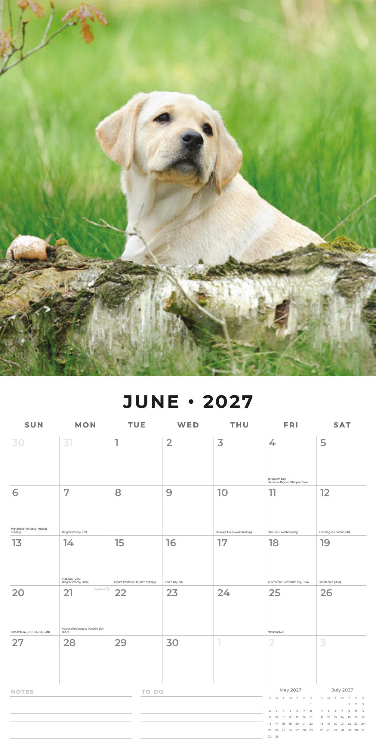 Red Robin 2027 Yellow Labrador Monthly Wall Calendar | 12" x 12"