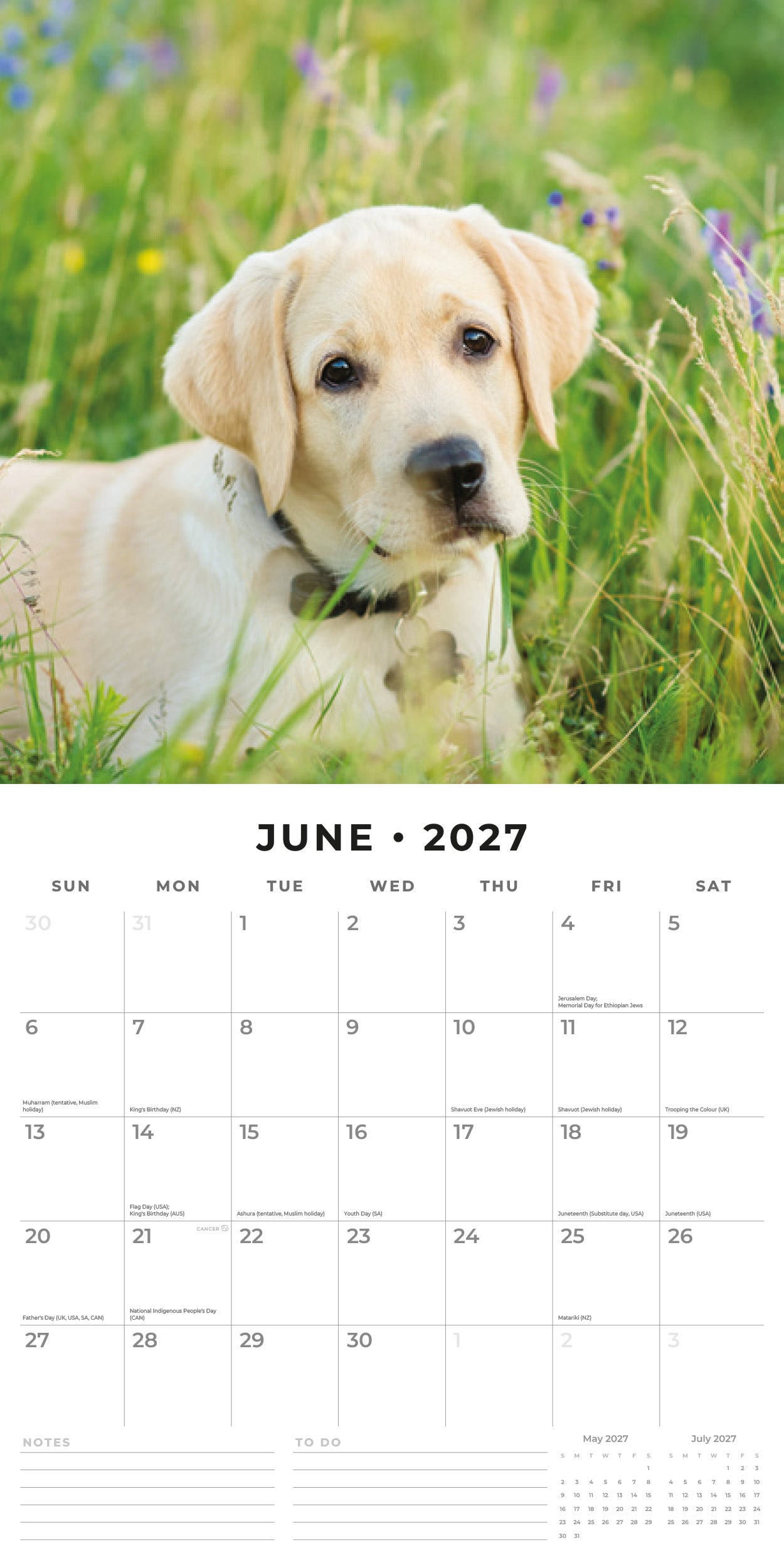 Red Robin 2027 Yellow Labrador Monthly Wall Calendar | 12" x 12"