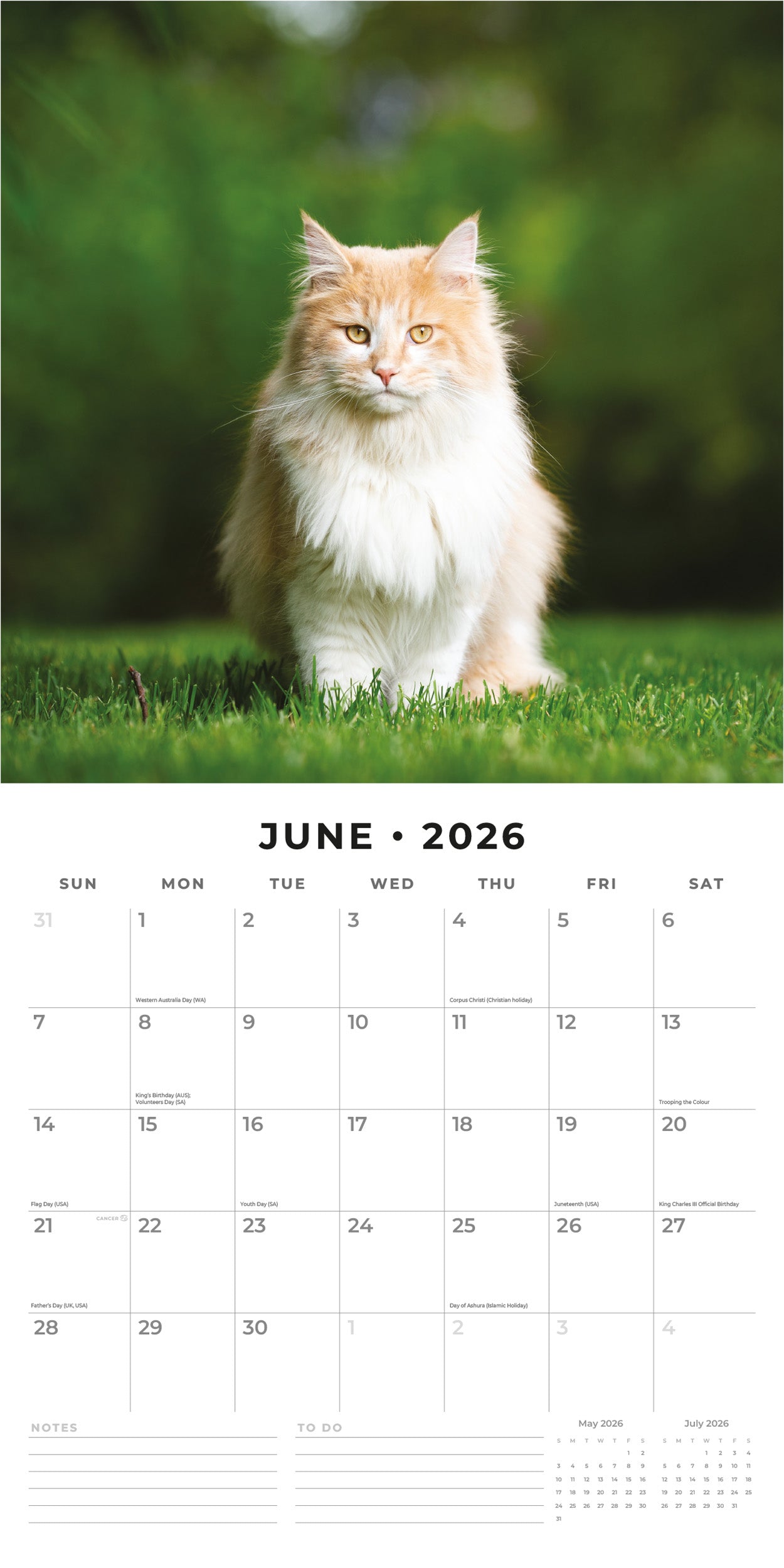 Red Robin 2026 Maine Coon Cats Monthly Wall Calendar | 12" x 24" Open | Premium Thick & Sturdy Paper | Hangable 12 Month Calendar | Lined Notes & To Do Area | Vivid Images | Plastic Free