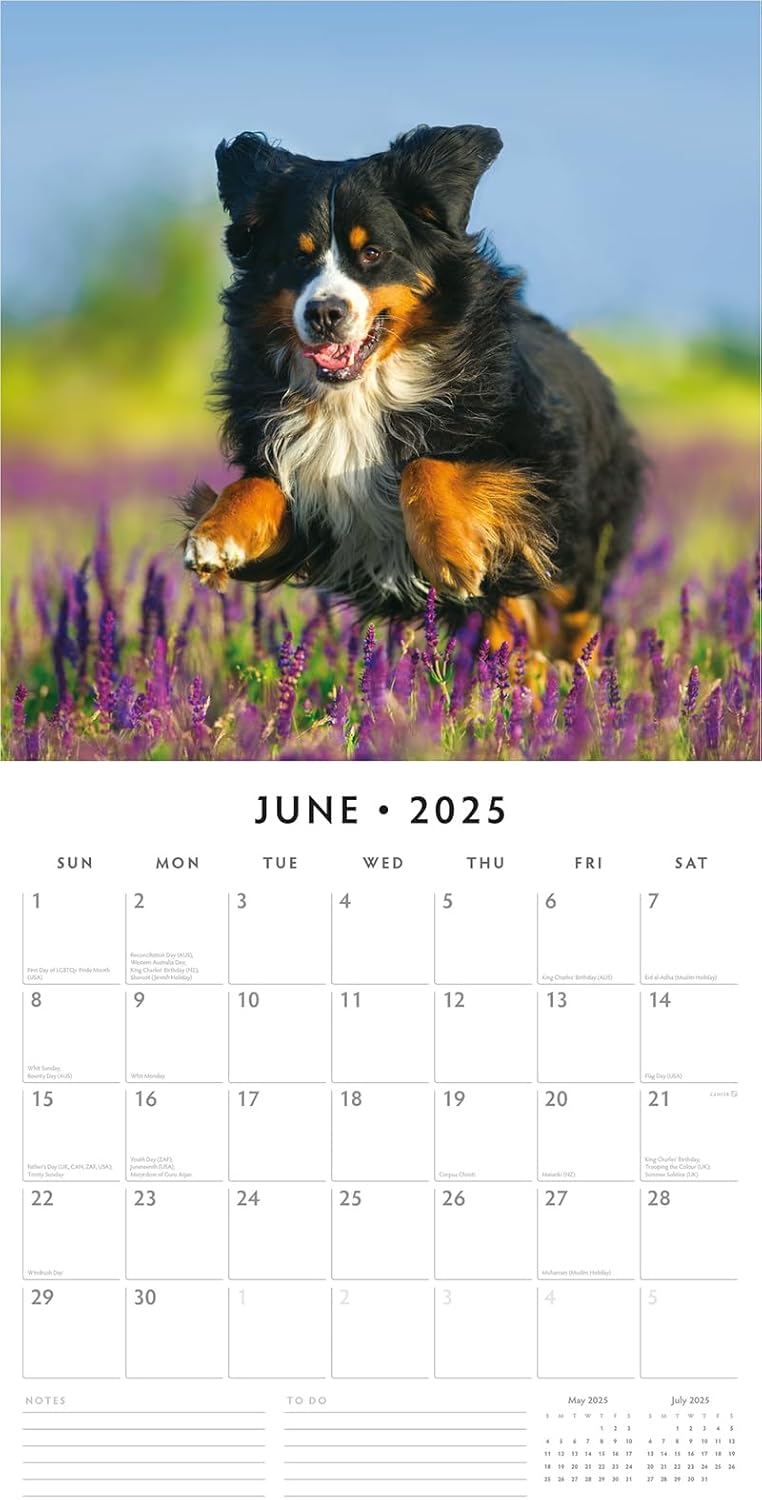 Red Robin 2025 Bernese Mountain Dogs Monthly Wall Calendar | 12" x 24" Open | Premium Thick & Sturdy Paper | Hangable 12 Month Calendar | Plastic Free | 4 Month Transition Page for 2024