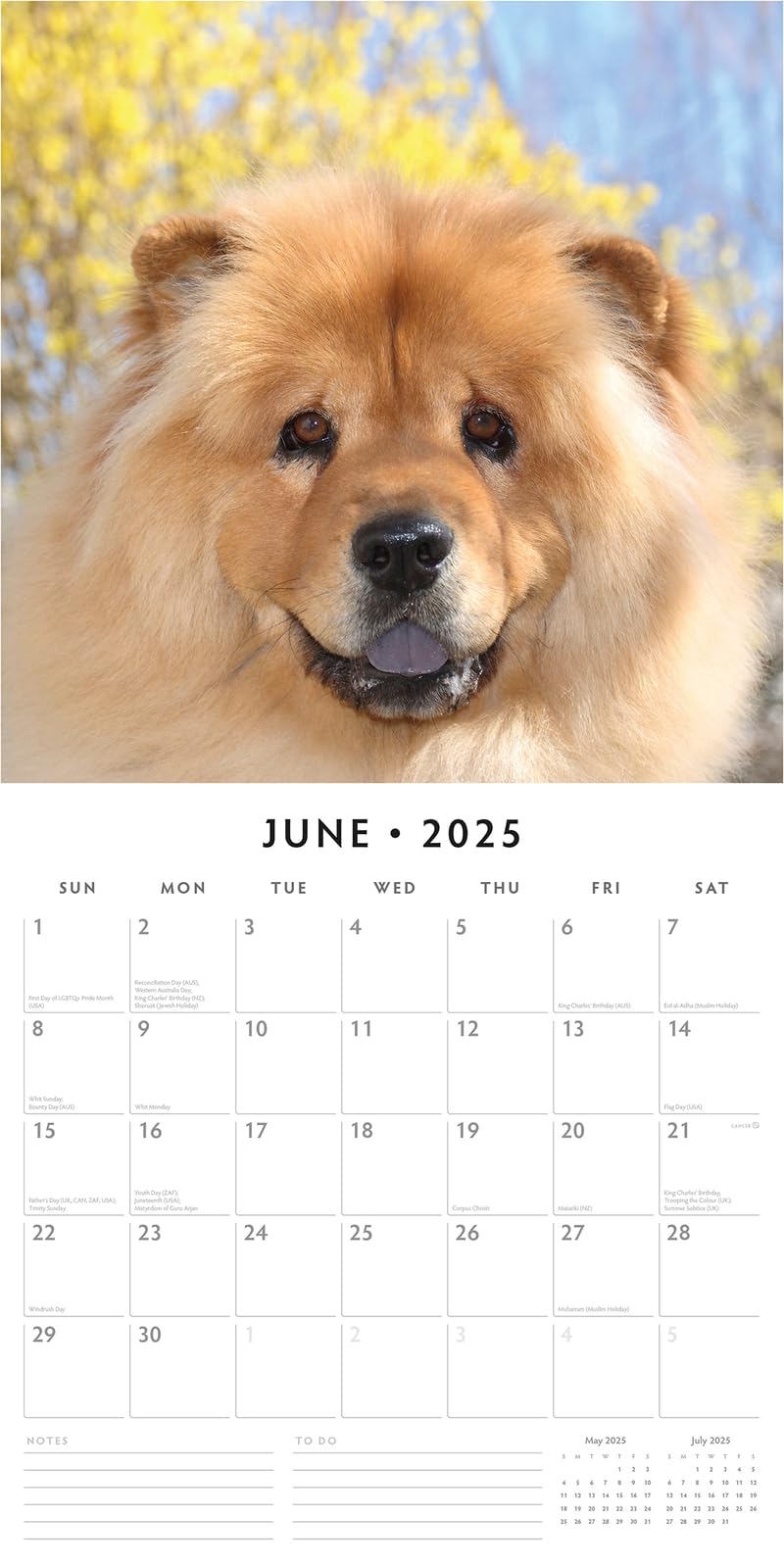 Red Robin 2025 Chow Chows Monthly Wall Calendar | 12" x 24" Open | Premium Thick & Sturdy Paper | Hangable 12 Month Calendar | Plastic Free | 4 Month Transition Page for 2024