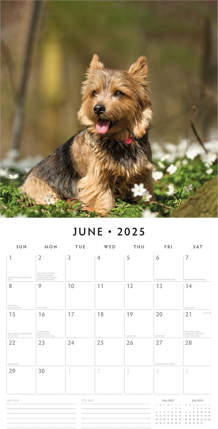 Red Robin 2025 Norwich-/Norfolk Terriers Monthly Wall Calendar | 12" x 24" Open | Premium Thick & Sturdy Paper | Hangable 12 Month Calendar | Plastic Free | 4 Month Transition Page for 2024