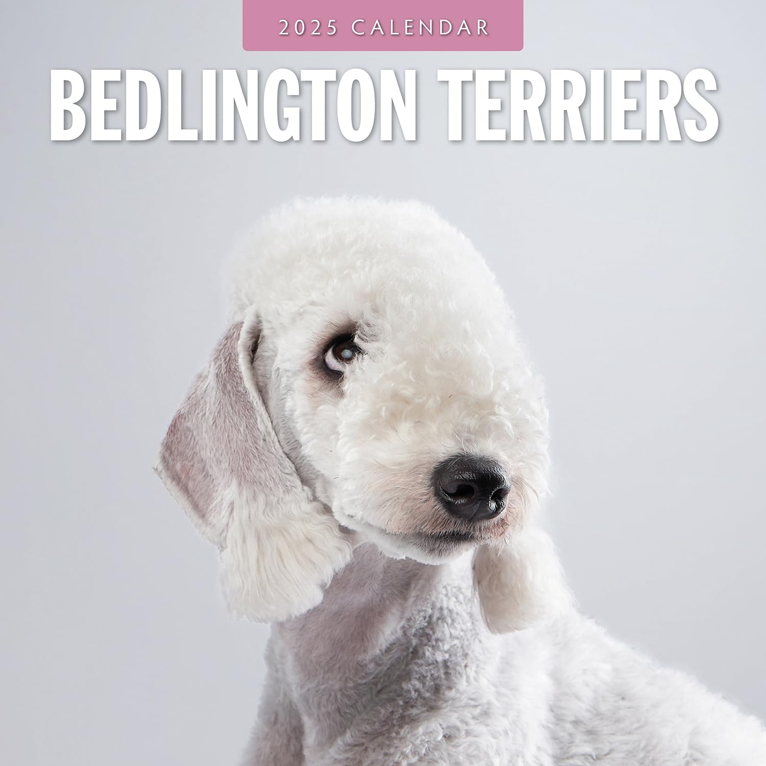 Red Robin 2025 Bedlington Terriers Monthly Wall Calendar | 12" x 24" Open | Premium Thick & Sturdy Paper | Hangable 12 Month Calendar | Plastic Free | 4 Month Transition Page for 2024