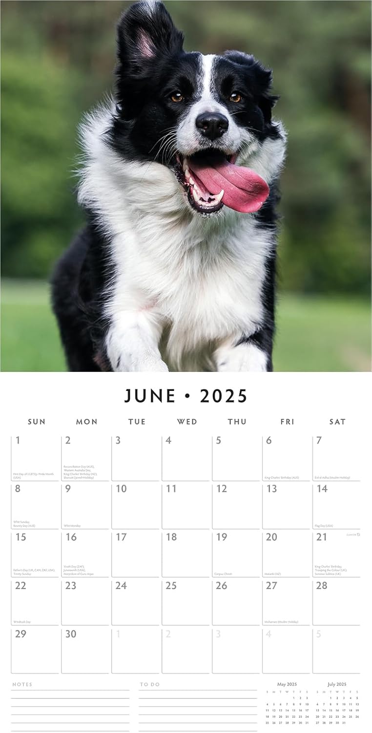 Red Robin 2025 Border Collies Monthly Wall Calendar | 12" x 24" Open | Premium Thick & Sturdy Paper | Hangable 12 Month Calendar | Plastic Free | 4 Month Transition Page for 2024