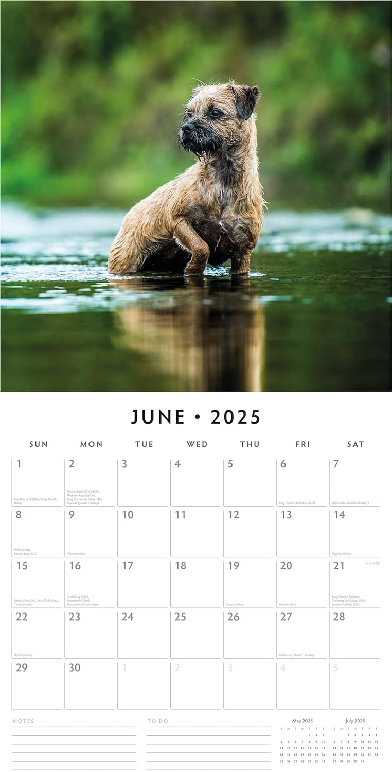 Red Robin 2025 Border Terriers Monthly Wall Calendar | 12" x 24" Open | Premium Thick & Sturdy Paper | Hangable 12 Month Calendar | Plastic Free | 4 Month Transition Page for 2024