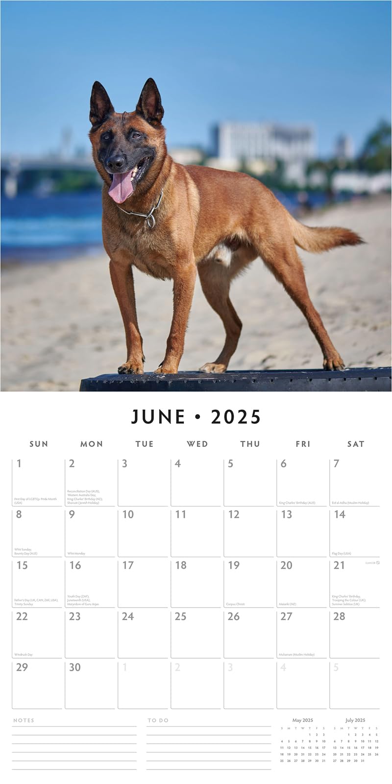 Red Robin 2025 Belgian Shepherd Dogs Monthly Wall Calendar | 12" x 24" Open | Premium Thick & Sturdy Paper | Hangable 12 Month Calendar | Plastic Free | 4 Month Transition Page for 2024