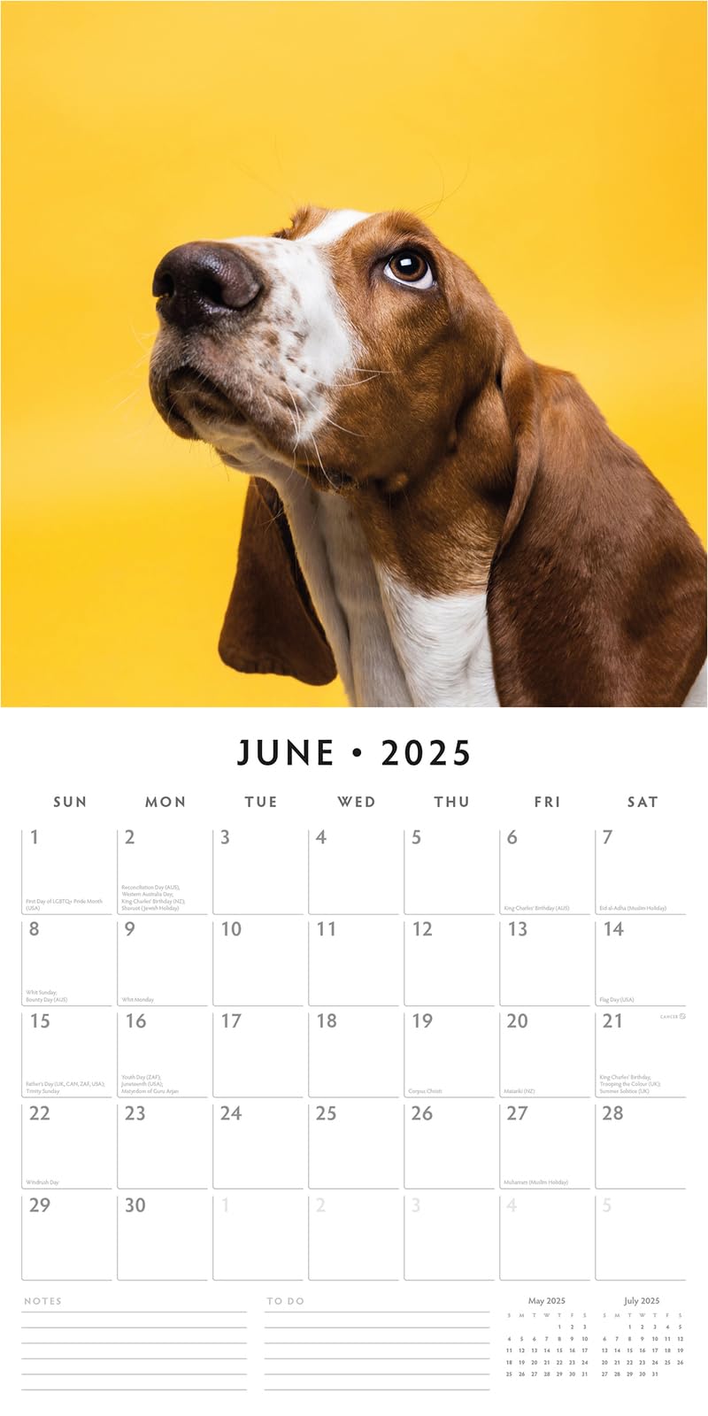 Red Robin 2025 Basset Hounds Monthly Wall Calendar | 12" x 24" Open | Premium Thick & Sturdy Paper | Hangable 12 Month Calendar | Plastic Free | 4 Month Transition Page for 2024