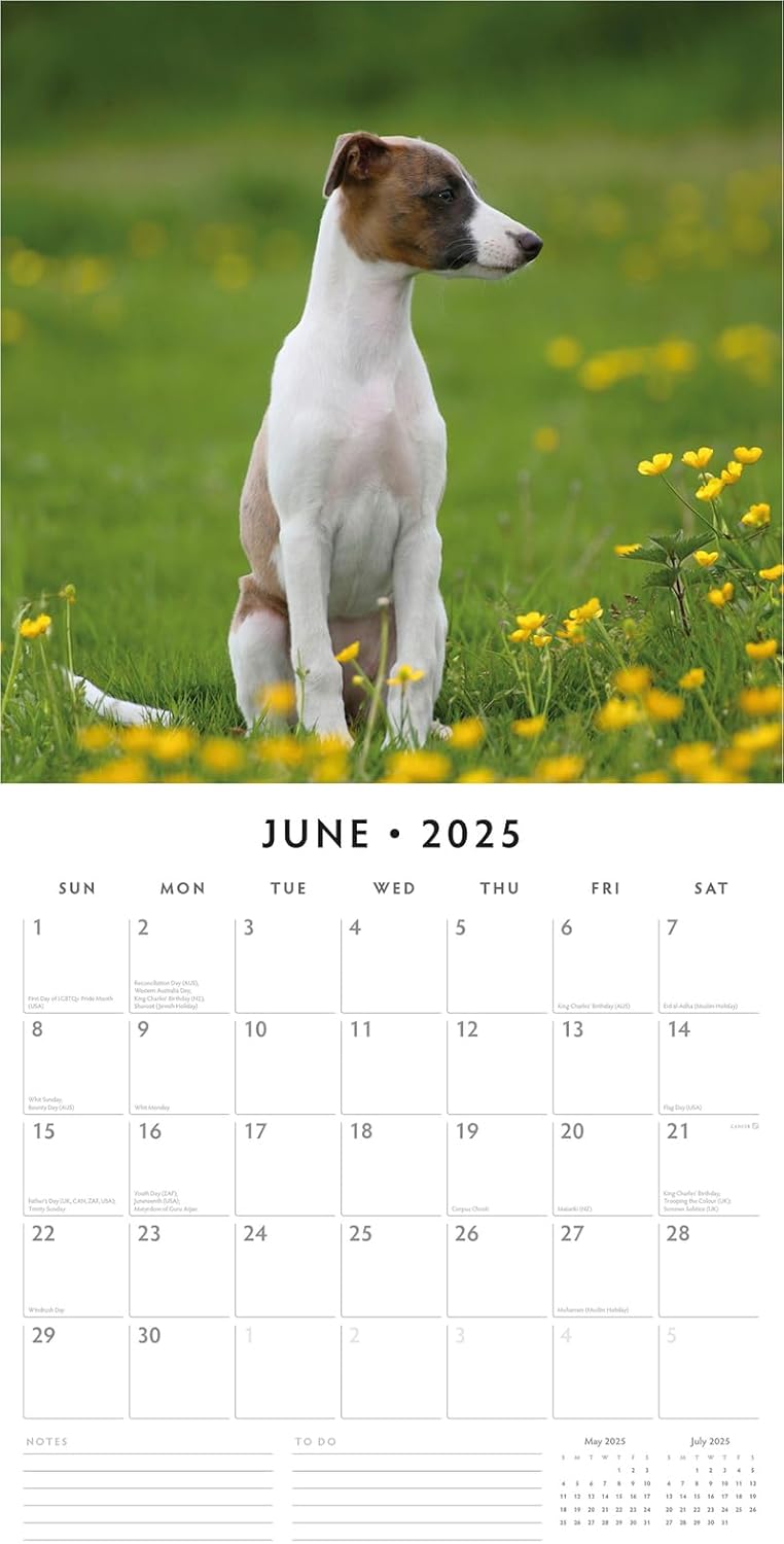 Red Robin 2025 Whippets Monthly Wall Calendar | 12" x 24" Open | Premium Thick & Sturdy Paper | Hangable 12 Month Calendar | Plastic Free | 4 Month Transition Page for 2024