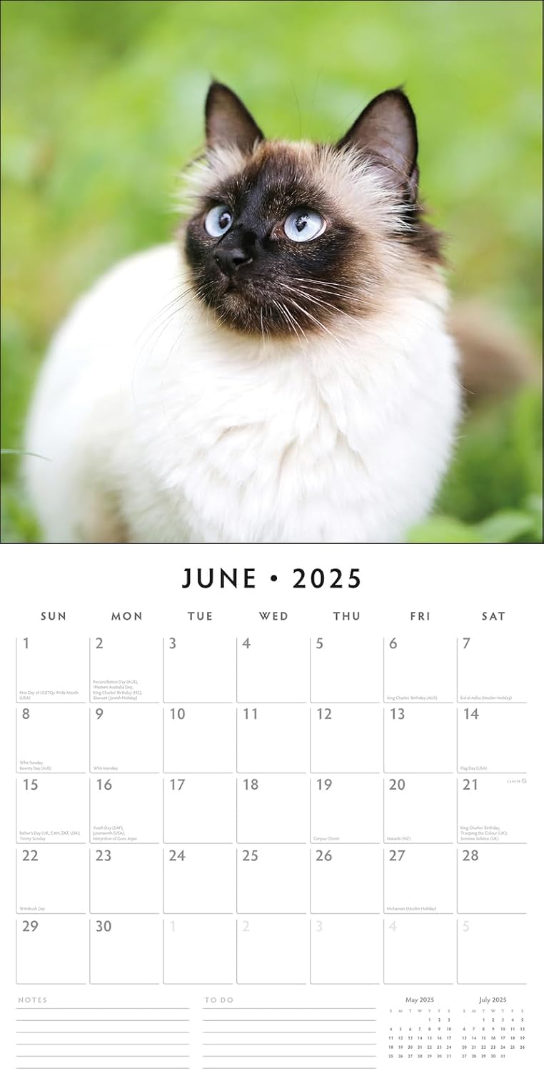 Red Robin 2025 Siamese Cats Monthly Wall Calendar | 12" x 24" Open | Premium Thick & Sturdy Paper | Hangable 12 Month Calendar | Plastic Free | 4 Month Transition Page for 2024