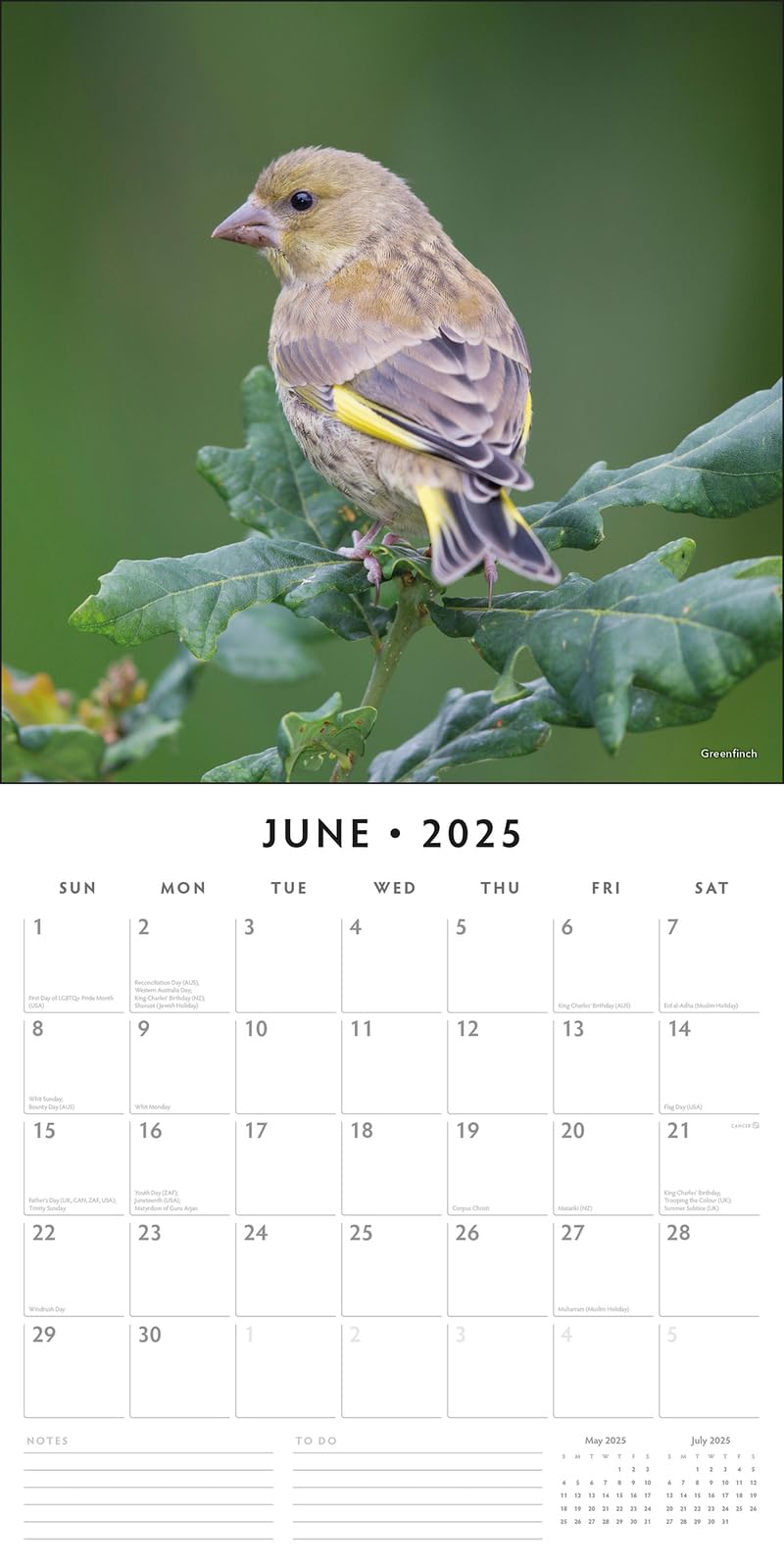 Red Robin 2025 Birds Monthly Wall Calendar | 12" x 24" Open | Premium Thick & Sturdy Paper | Hangable 12 Month Calendar | Plastic Free | 4 Month Transition Page for 2024