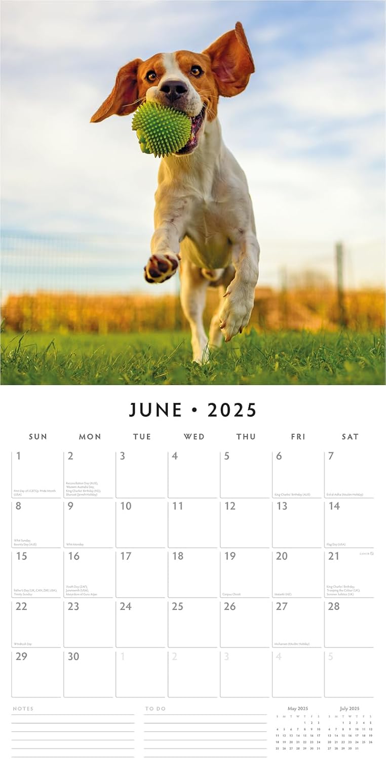 Red Robin 2025 Beagles Monthly Wall Calendar | 12" x 24" Open | Premium Thick & Sturdy Paper | Hangable 12 Month Calendar | Plastic Free | 4 Month Transition Page for 2024