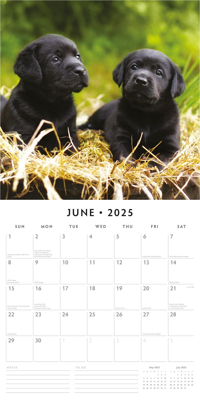 Red Robin 2025 Black Labradors Monthly Wall Calendar | 12" x 24" Open | Premium Thick & Sturdy Paper | Hangable 12 Month Calendar | Plastic Free | 4 Month Transition Page for 2024