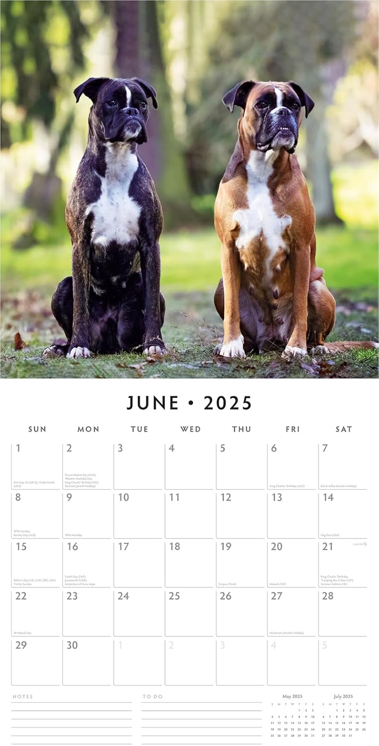 Red Robin 2025 Boxers Monthly Wall Calendar | 12" x 24" Open | Premium Thick & Sturdy Paper | Hangable 12 Month Calendar | Plastic Free | 4 Month Transition Page for 2024