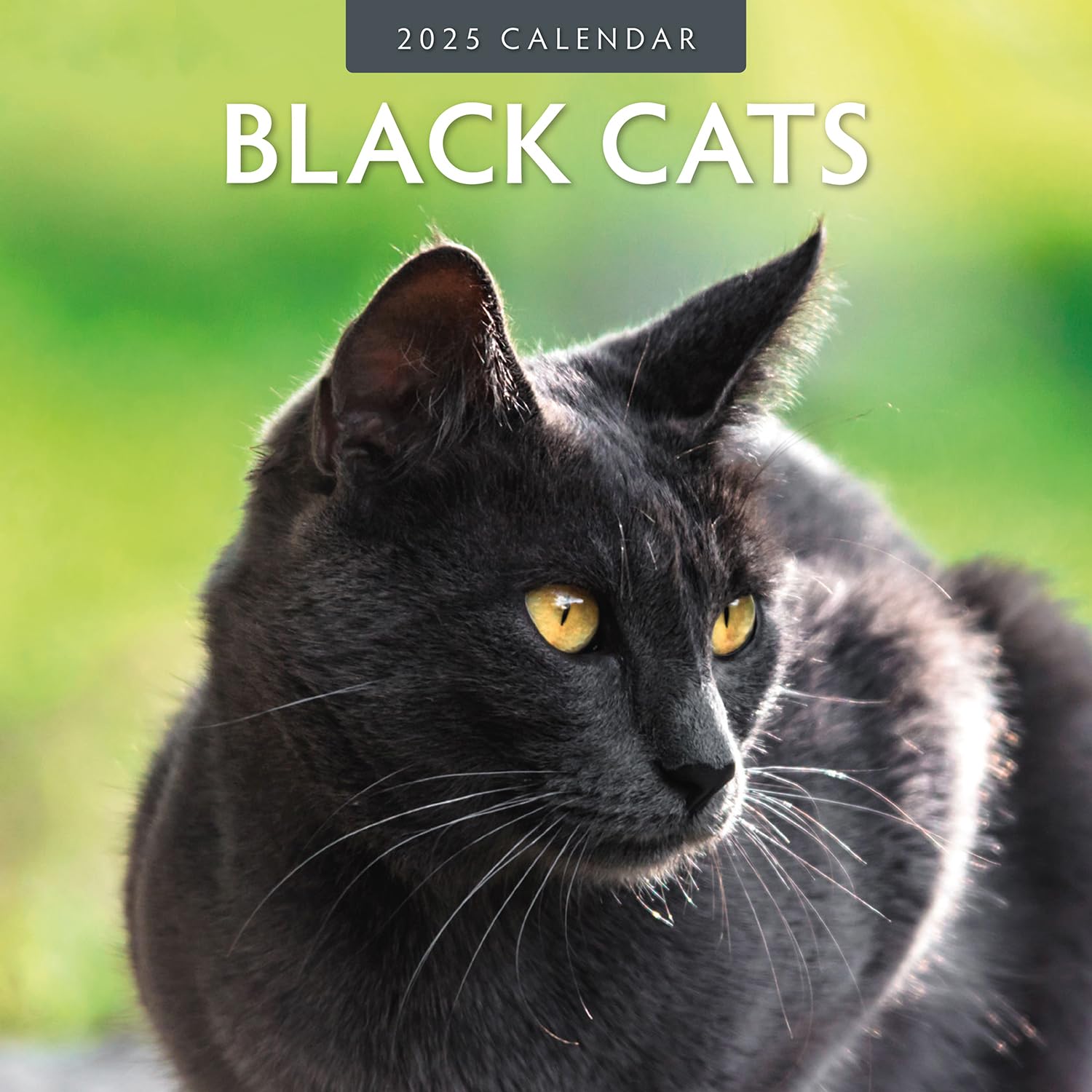 Red Robin 2025 Black Cats Monthly Wall Calendar | 12" x 24" Open | Premium Thick & Sturdy Paper | Hangable 12 Month Calendar | Plastic Free | 4 Month Transition Page for 2024