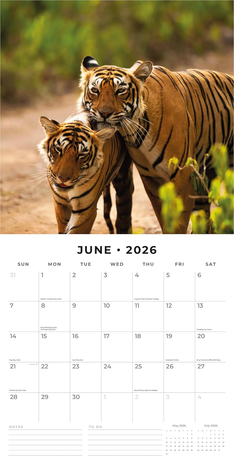 Red Robin 2026 Tigers Monthly Wall Calendar | 12" x 24" Open | Premium Thick & Sturdy Paper | Hangable 12 Month Calendar | Lined Notes & To Do Area | Vivid Images | Plastic Free