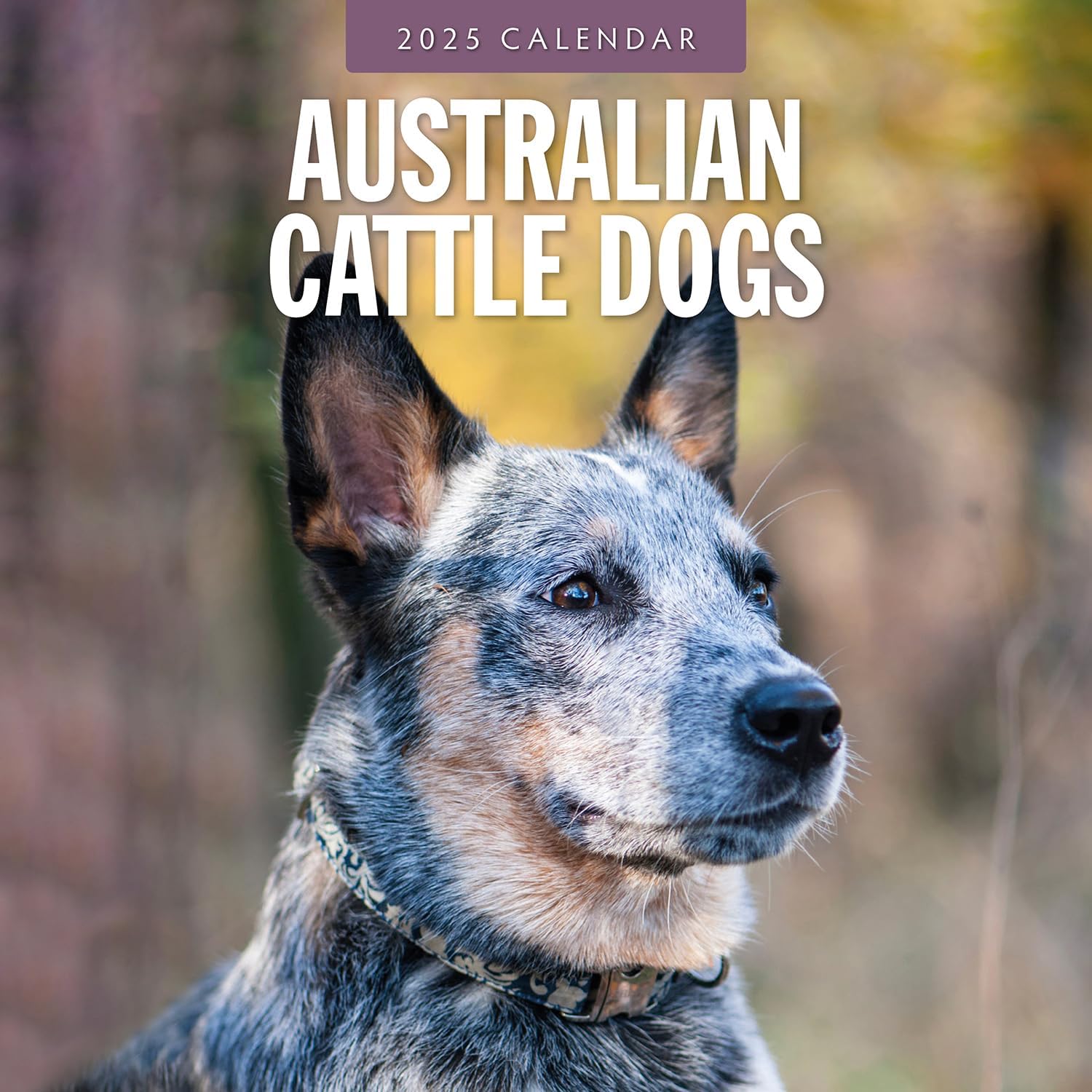 Red Robin 2025 Australian Cattle Dogs Monthly Wall Calendar | 12" x 24" Open | Premium Thick & Sturdy Paper | Hangable 12 Month Calendar | Plastic Free | 4 Month Transition Page for 2024