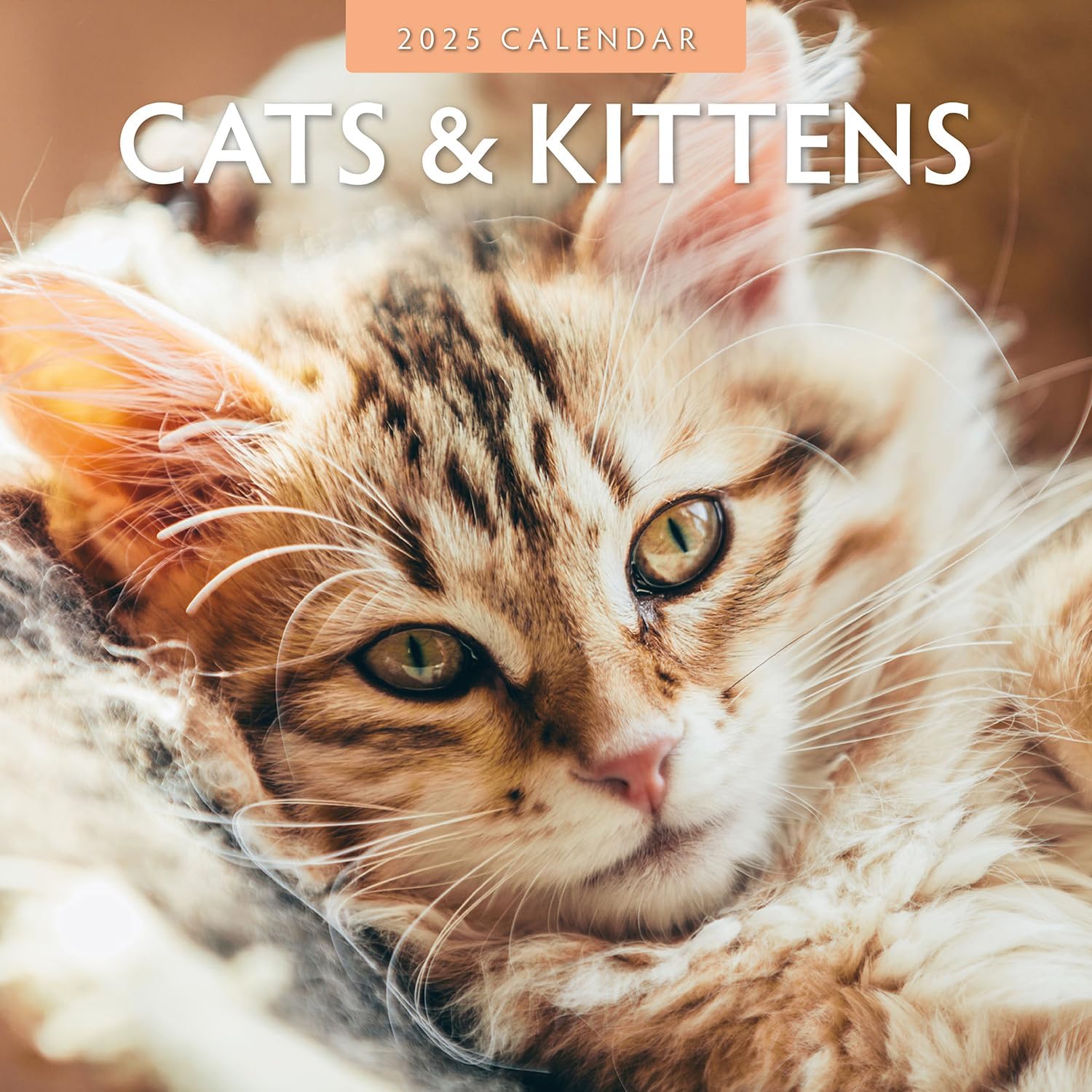 Red Robin 2025 Cats & Kittens Monthly Wall Calendar | 12" x 24" Open | Premium Thick & Sturdy Paper | Hangable 12 Month Calendar | Plastic Free | 4 Month Transition Page for 2024