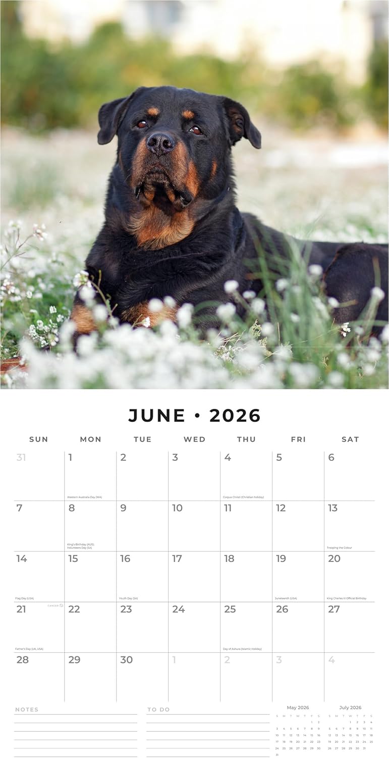 Red Robin 2026 Rottweilers Monthly Wall Calendar | 12" x 24" Open | Premium Thick & Sturdy Paper | Hangable 12 Month Calendar | Lined Notes & To Do Area | Vivid Images | Plastic Free