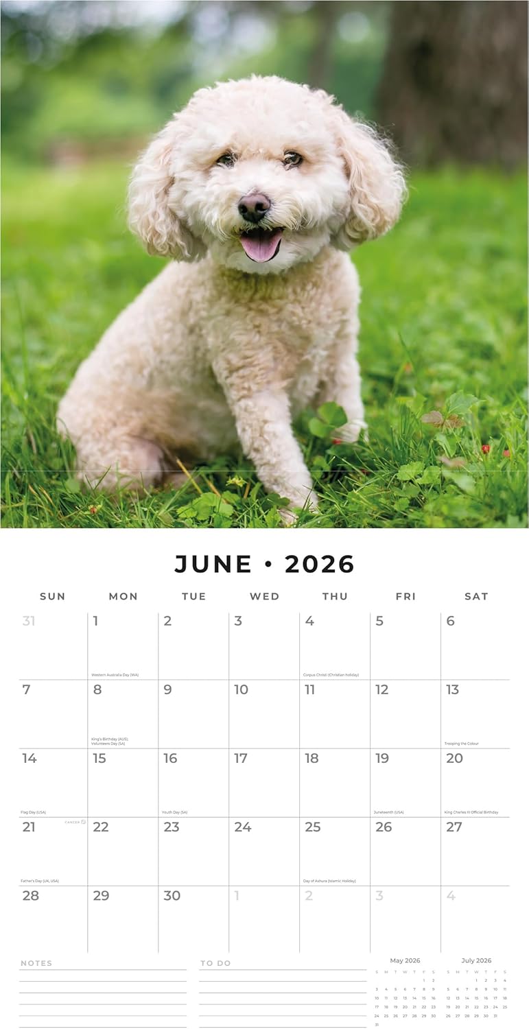 Red Robin 2026 Toy and Miniature Poodles Monthly Wall Calendar | 12" x 24" Open | Premium Thick & Sturdy Paper | Hangable 12 Month Calendar | Lined Notes & To Do Area | Vivid Images | Plastic Free