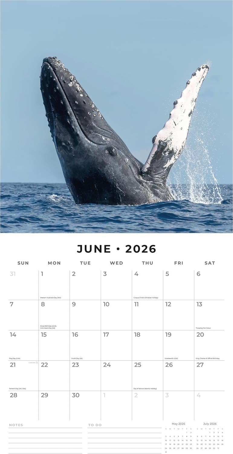 Red Robin 2026 Whales Monthly Wall Calendar | 12" x 24" Open | Premium Thick & Sturdy Paper | Hangable 12 Month Calendar | Lined Notes & To Do Area | Vivid Images | Plastic Free