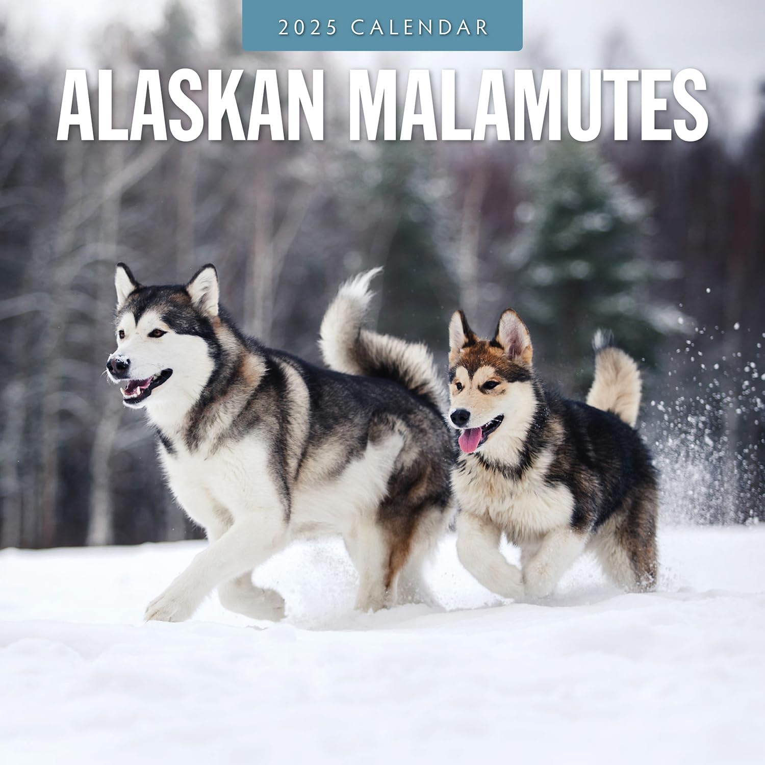 Red Robin 2025 Alaskan Malamutes Monthly Wall Calendar | 12" x 24" Open | Premium Thick & Sturdy Paper | Hangable 12 Month Calendar | Plastic Free | 4 Month Transition Page for 2024