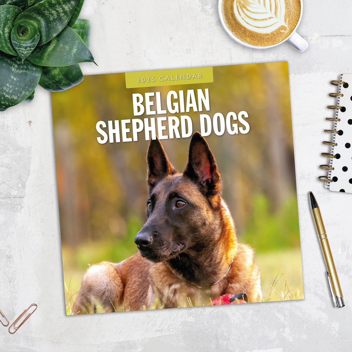 Red Robin 2025 Belgian Shepherd Dogs Monthly Wall Calendar | 12" x 24" Open | Premium Thick & Sturdy Paper | Hangable 12 Month Calendar | Plastic Free | 4 Month Transition Page for 2024