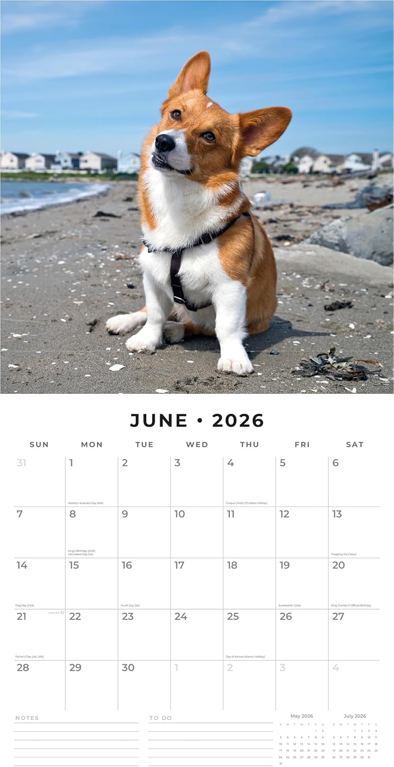 Red Robin 2026 Welsh Corgis Monthly Wall Calendar | 12" x 24" Open | Premium Thick & Sturdy Paper | Hangable 12 Month Calendar | Lined Notes & To Do Area | Vivid Images | Plastic Free
