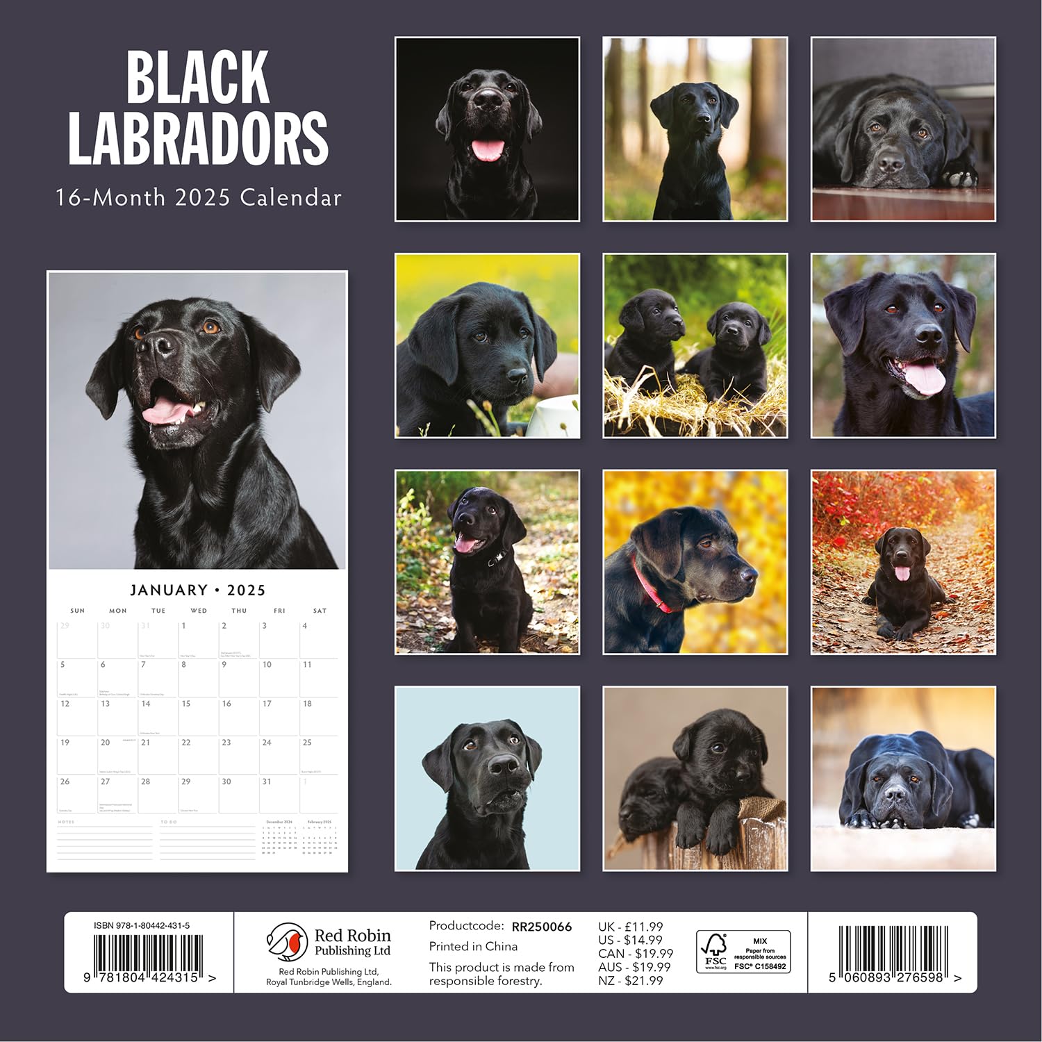 Red Robin 2025 Black Labradors Monthly Wall Calendar | 12" x 24" Open | Premium Thick & Sturdy Paper | Hangable 12 Month Calendar | Plastic Free | 4 Month Transition Page for 2024