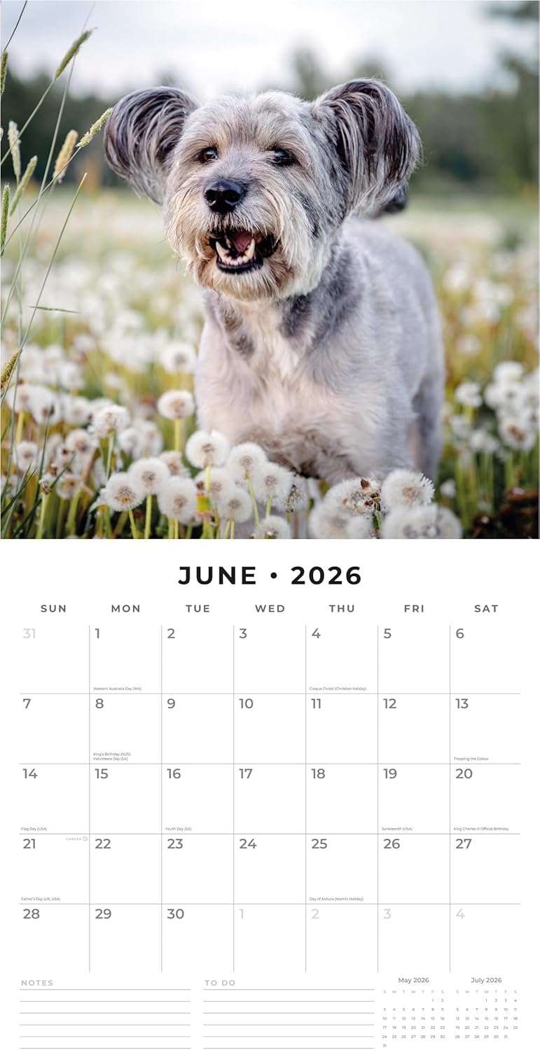 Red Robin 2026 Schnauzers Monthly Wall Calendar | 12" x 24" Open | Premium Thick & Sturdy Paper | Hangable 12 Month Calendar | Lined Notes & To Do Area | Vivid Images | Plastic Free