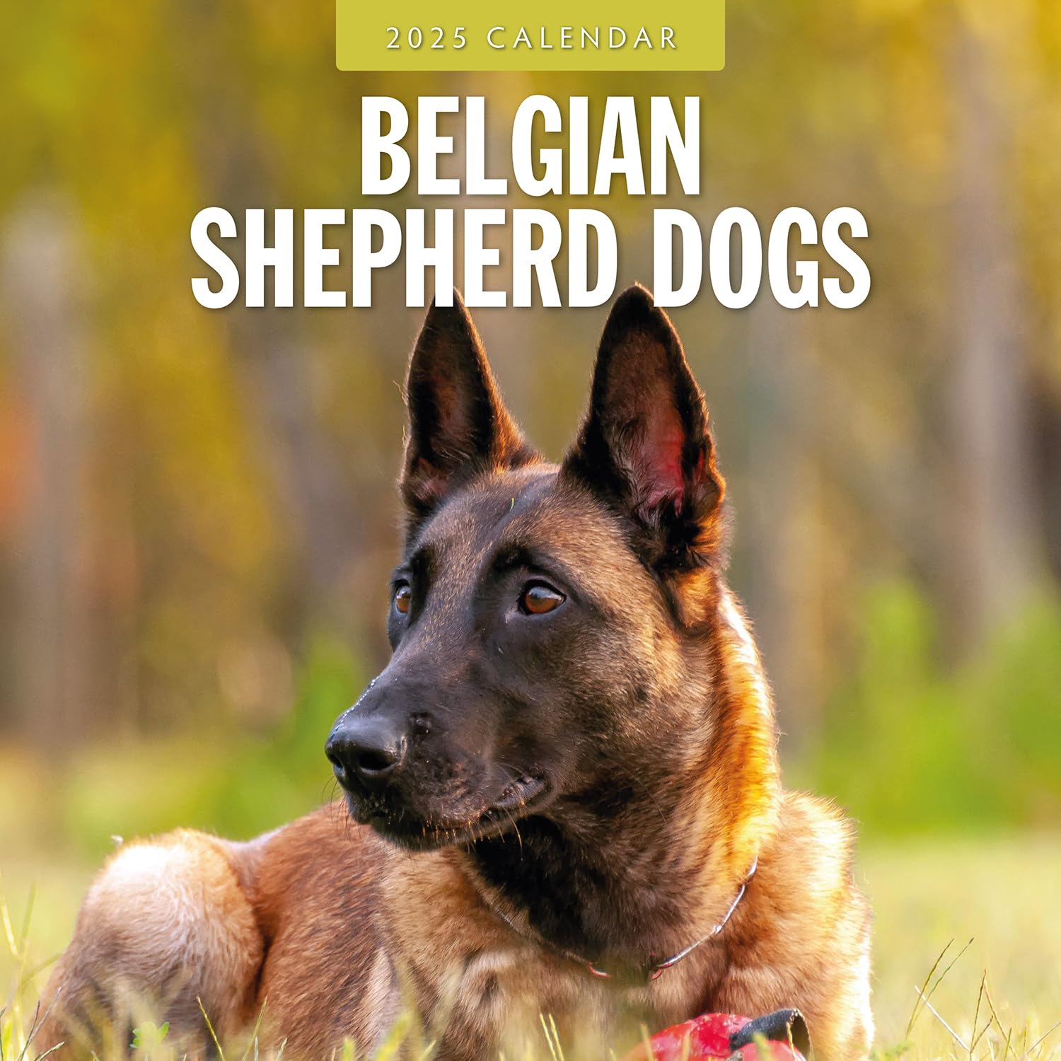 Red Robin 2025 Belgian Shepherd Dogs Monthly Wall Calendar | 12" x 24" Open | Premium Thick & Sturdy Paper | Hangable 12 Month Calendar | Plastic Free | 4 Month Transition Page for 2024