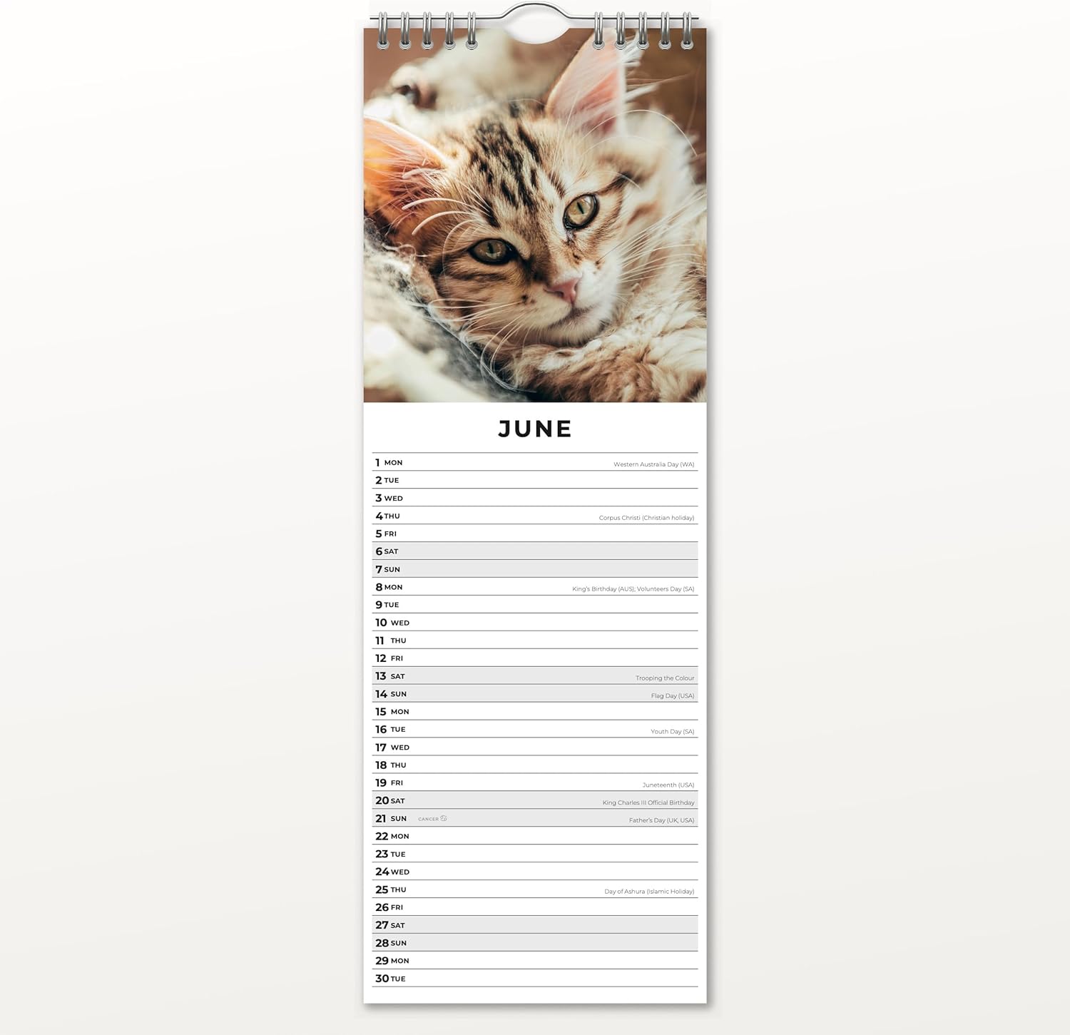 Red Robin 2026 Cats & Kittens Monthly Slim Calendar | 6" x 16" Open | Premium Thick & Sturdy Paper | Tall Hangable 12 Month Calendar | Vivid Images | Plastic Free | Wire Spiral