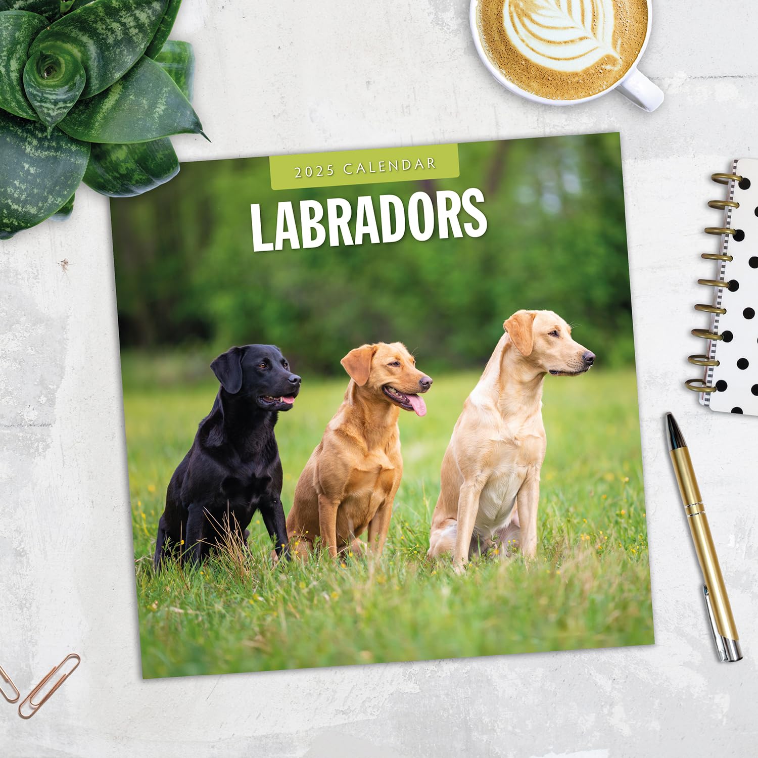 Red Robin 2025 Labradors Monthly Wall Calendar | 12" x 24" Open | Premium Thick & Sturdy Paper | Hangable 12 Month Calendar | Plastic Free | 4 Month Transition Page for 2024