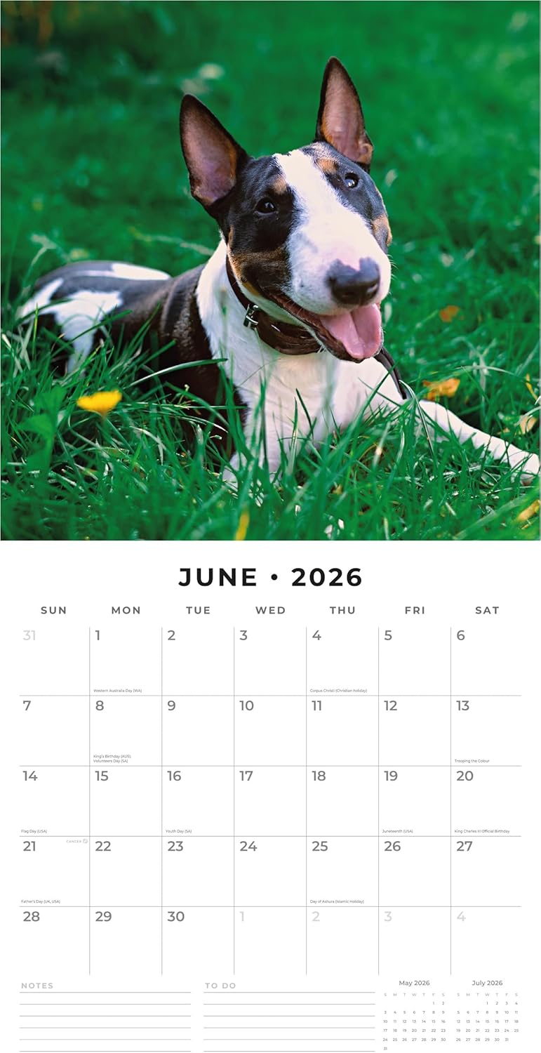Red Robin 2026 Bull Terriers Monthly Wall Calendar | 12" x 24" Open | Premium Thick & Sturdy Paper | Hangable 12 Month Calendar | Lined Notes & To Do Area | Vivid Images | Plastic Free