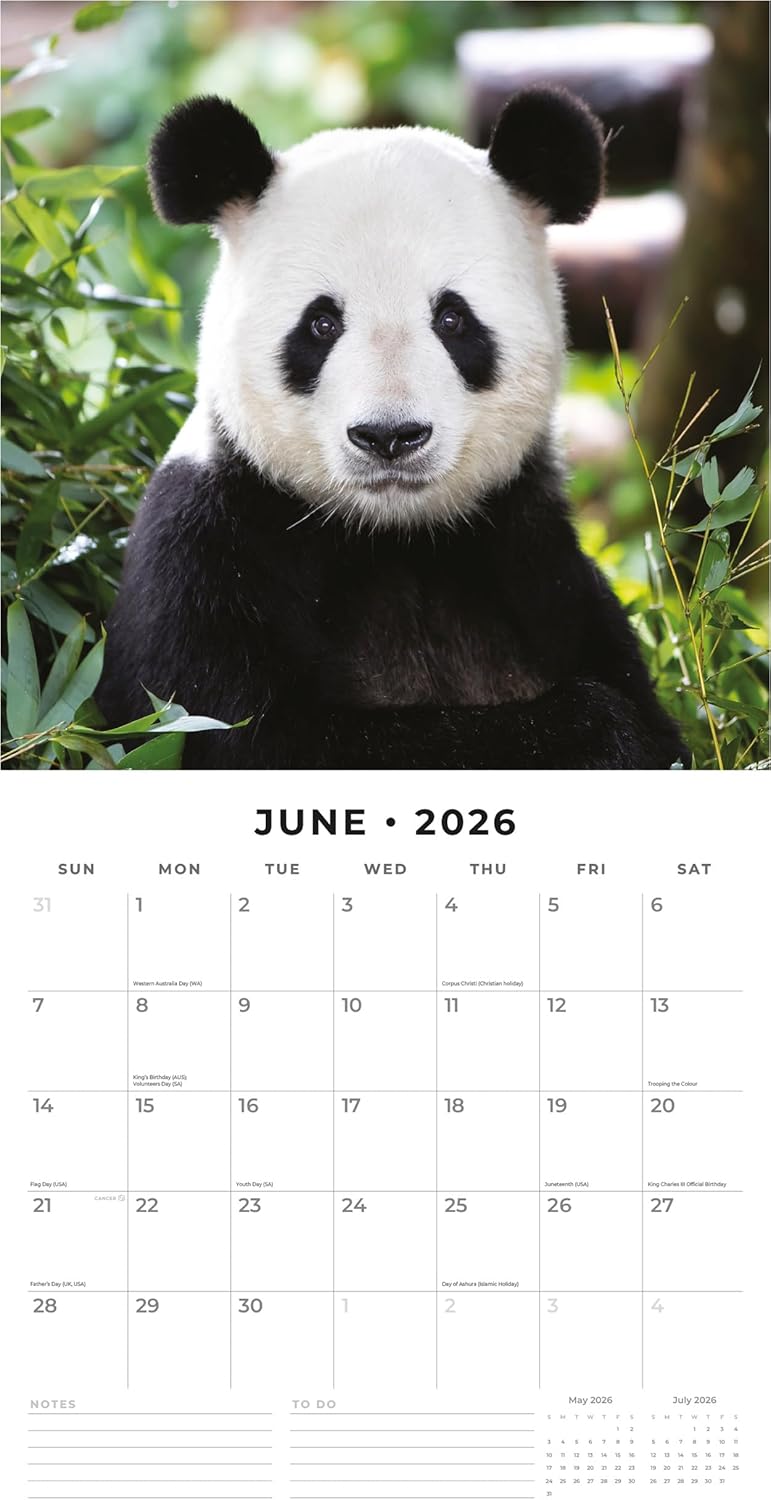 Red Robin 2026 Pandas Monthly Wall Calendar | 12" x 24" Open | Premium Thick & Sturdy Paper | Hangable 12 Month Calendar | Lined Notes & To Do Area | Vivid Images | Plastic Free