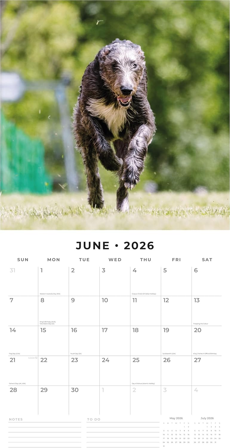 Red Robin 2026 Irish Wolf Hounds Monthly Wall Calendar | 12" x 24" Open | Premium Thick & Sturdy Paper | Hangable 12 Month Calendar | Lined Notes & To Do Area | Vivid Images | Plastic Free