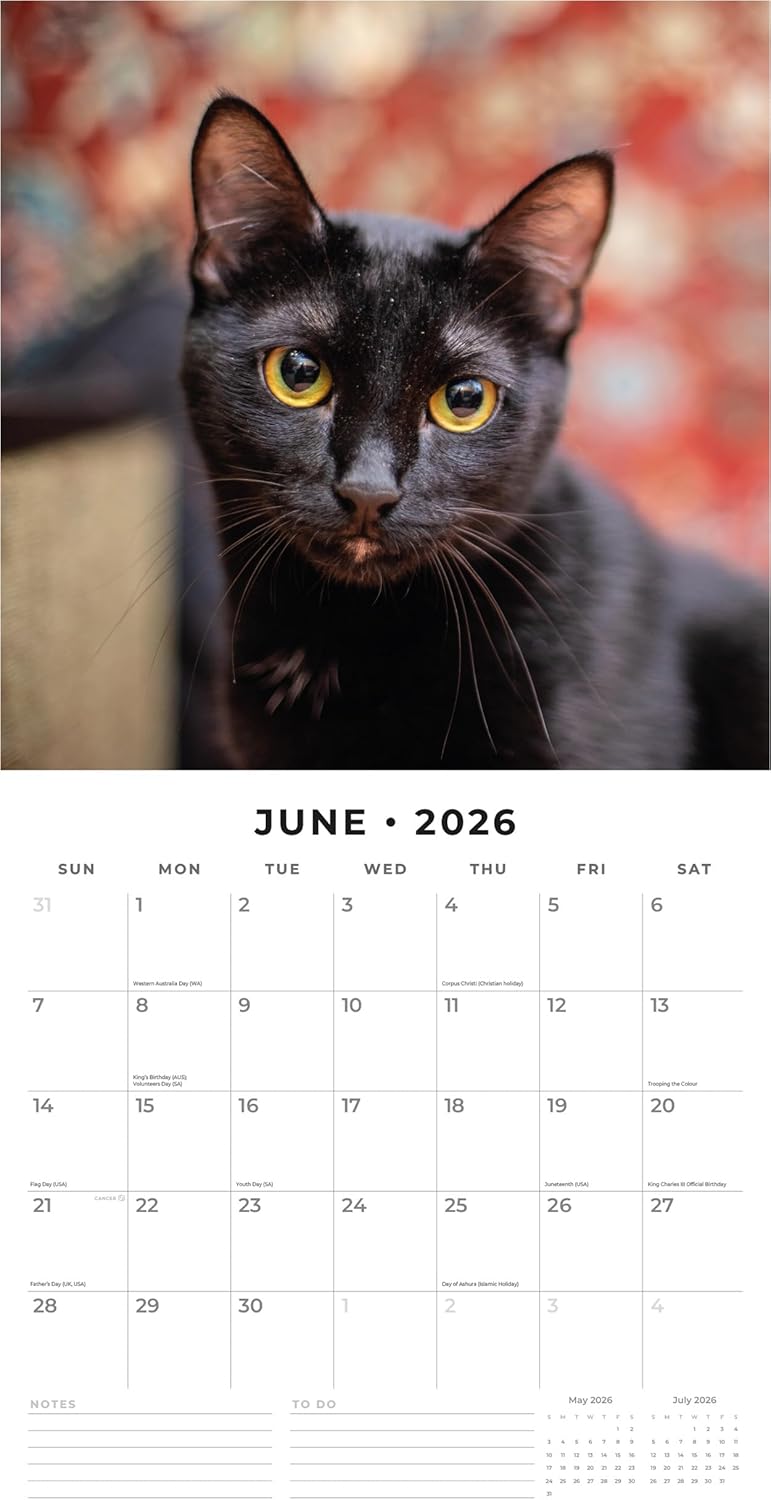 Black Cats - 2026 Square Wall Calendar - by Red Robin Publishing