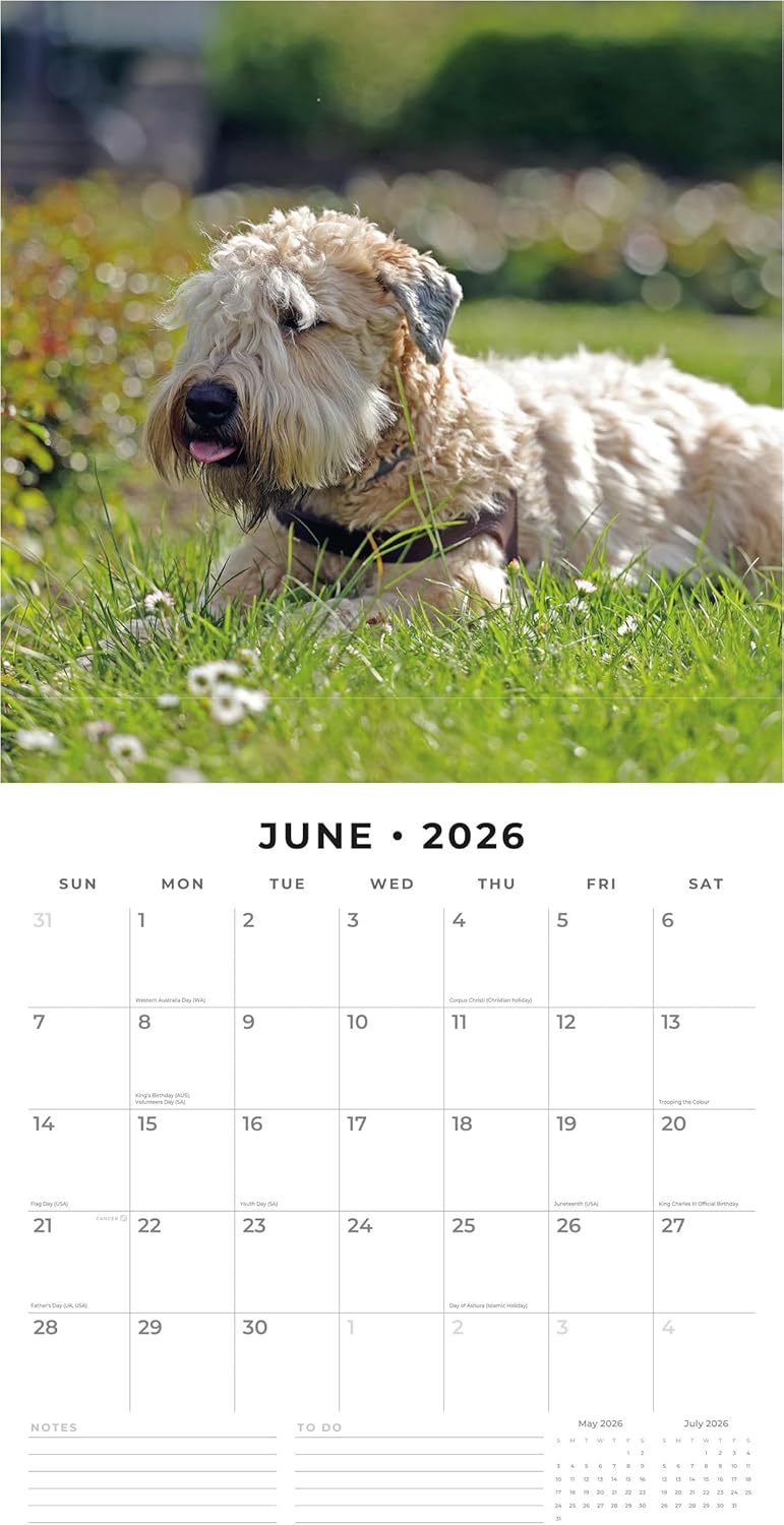 Red Robin 2026 Soft-coated Wheaten Terriers Monthly Wall Calendar | 12" x 24" Open | Premium Thick & Sturdy Paper | Hangable 12 Month Calendar | Lined Notes & To Do Area | Vivid Images | Plastic Free