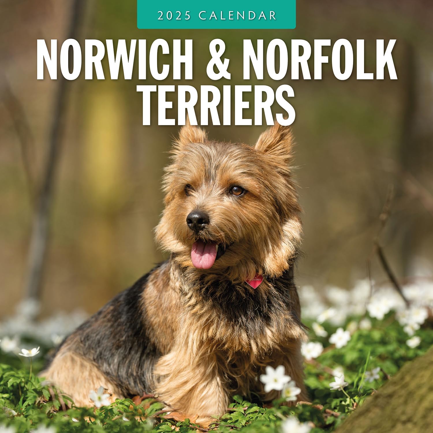 Red Robin 2025 Norwich-/Norfolk Terriers Monthly Wall Calendar | 12" x 24" Open | Premium Thick & Sturdy Paper | Hangable 12 Month Calendar | Plastic Free | 4 Month Transition Page for 2024