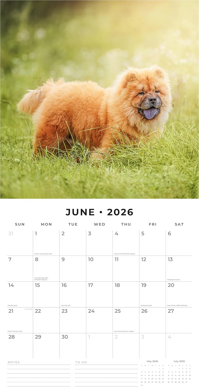 Red Robin 2026 Chow Chows Monthly Wall Calendar | 12" x 24" Open | Premium Thick & Sturdy Paper | Hangable 12 Month Calendar | Lined Notes & To Do Area | Vivid Images | Plastic Free