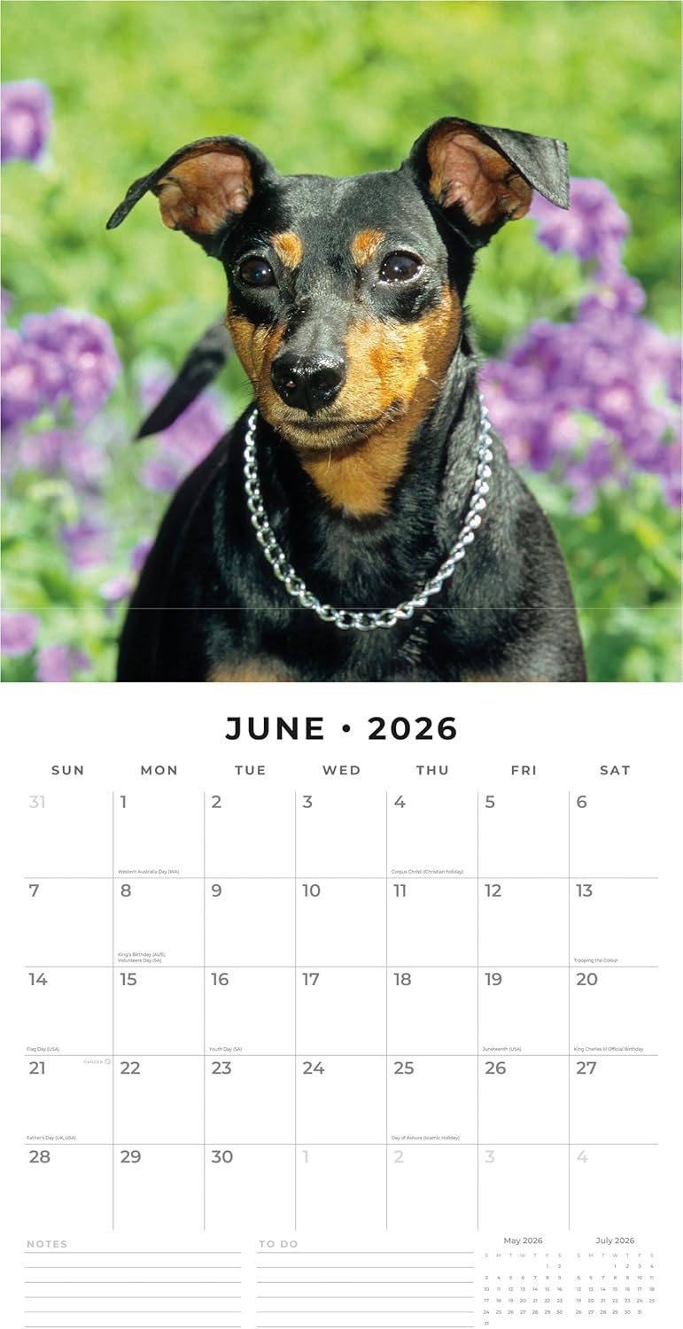 Red Robin 2026 Miniature Pinschers Monthly Wall Calendar | 12" x 24" Open | Premium Thick & Sturdy Paper | Hangable 12 Month Calendar | Lined Notes & To Do Area | Vivid Images | Plastic Free