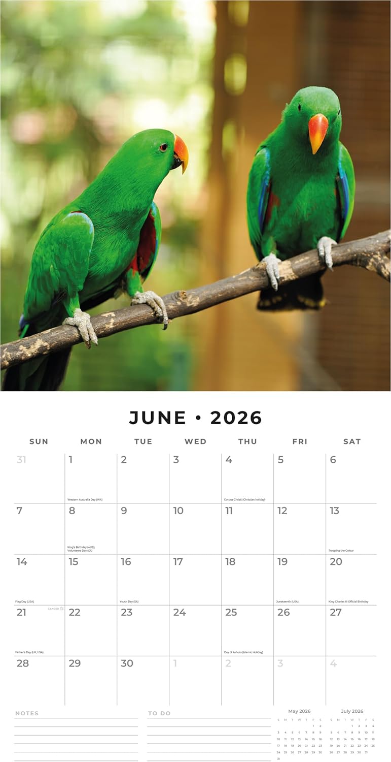 Red Robin 2026 Parrots Monthly Wall Calendar | 12" x 24" Open | Premium Thick & Sturdy Paper | Hangable 12 Month Calendar | Lined Notes & To Do Area | Vivid Images | Plastic Free