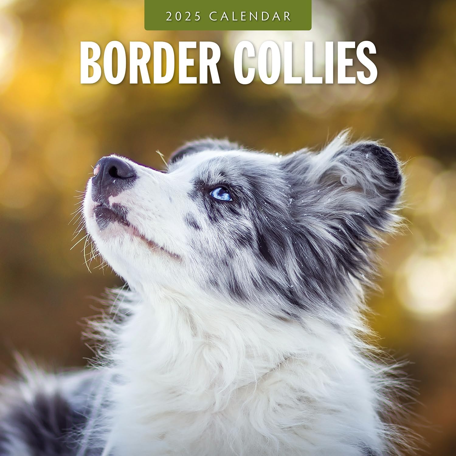 Red Robin 2025 Border Collies Monthly Wall Calendar | 12" x 24" Open | Premium Thick & Sturdy Paper | Hangable 12 Month Calendar | Plastic Free | 4 Month Transition Page for 2024