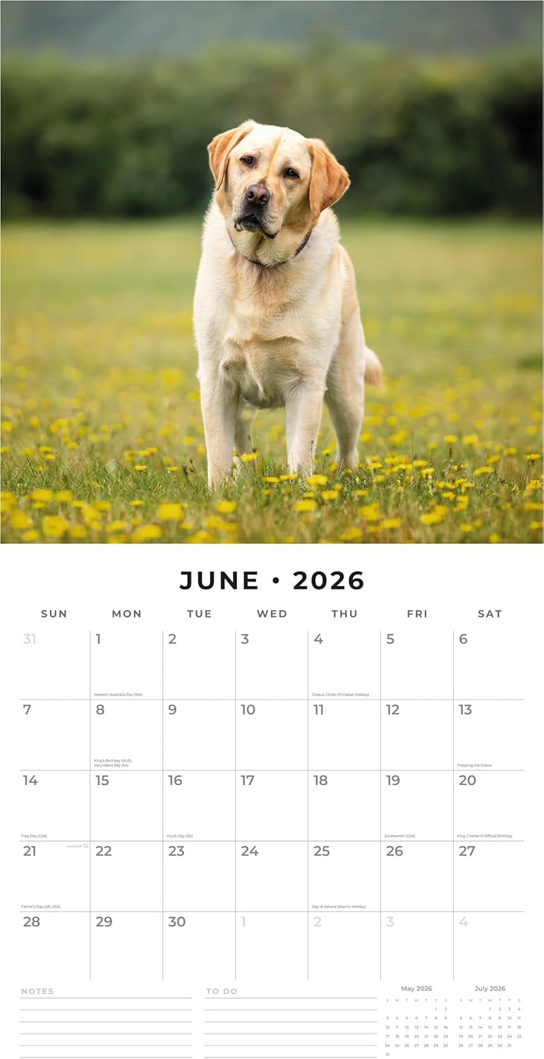 Red Robin 2026 Yellow Labrador Retriever Puppies Monthly Wall Calendar | 12" x 24" Open | Premium Thick & Sturdy Paper | Hangable 12 Month Calendar | Lined Notes & To Do Area | Plastic Free