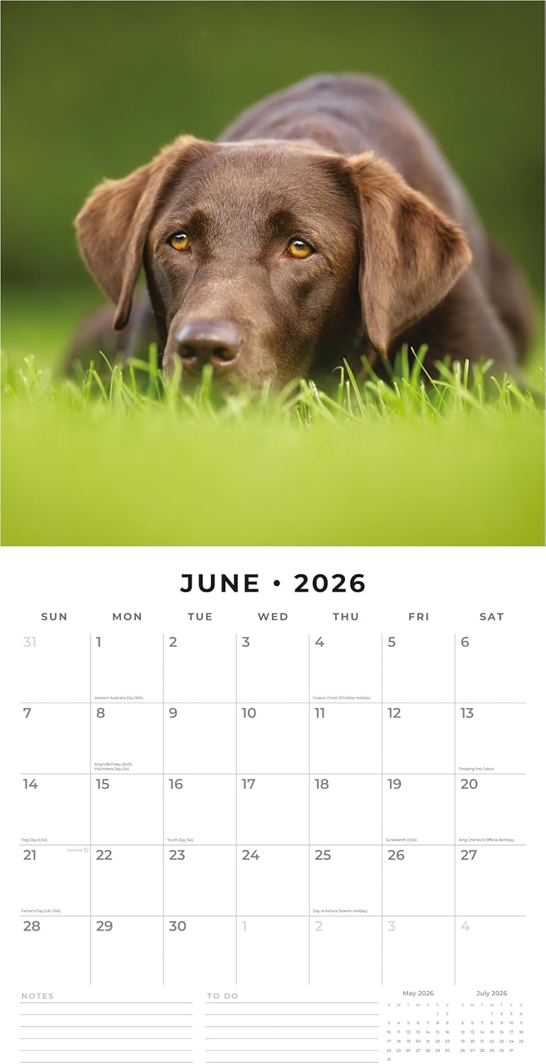 Red Robin 2026 Chocolate Labradors Monthly Wall Calendar | 12" x 24" Open | Premium Thick & Sturdy Paper | Hangable 12 Month Calendar | Lined Notes & To Do Area | Vivid Images | Plastic Free