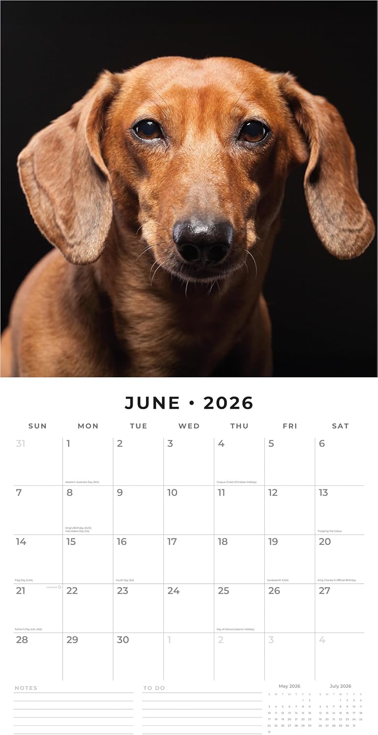 Red Robin 2026 Dachshunds Monthly Wall Calendar | 12" x 24" Open | Premium Thick & Sturdy Paper | Hangable 12 Month Calendar | Lined Notes & To Do Area | Vivid Images | Plastic Free